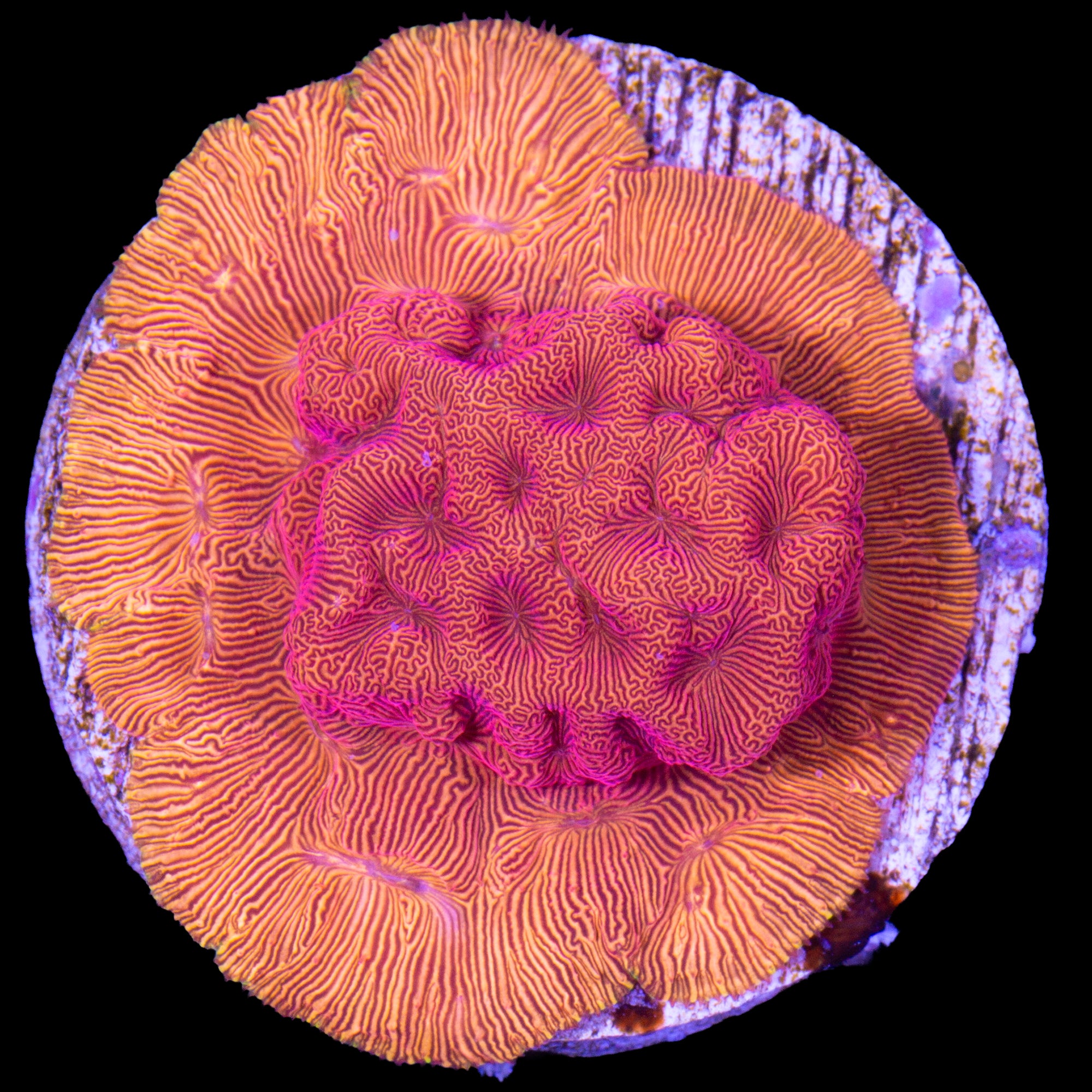 Flaming Fireball Leptoseris Coral - New Release