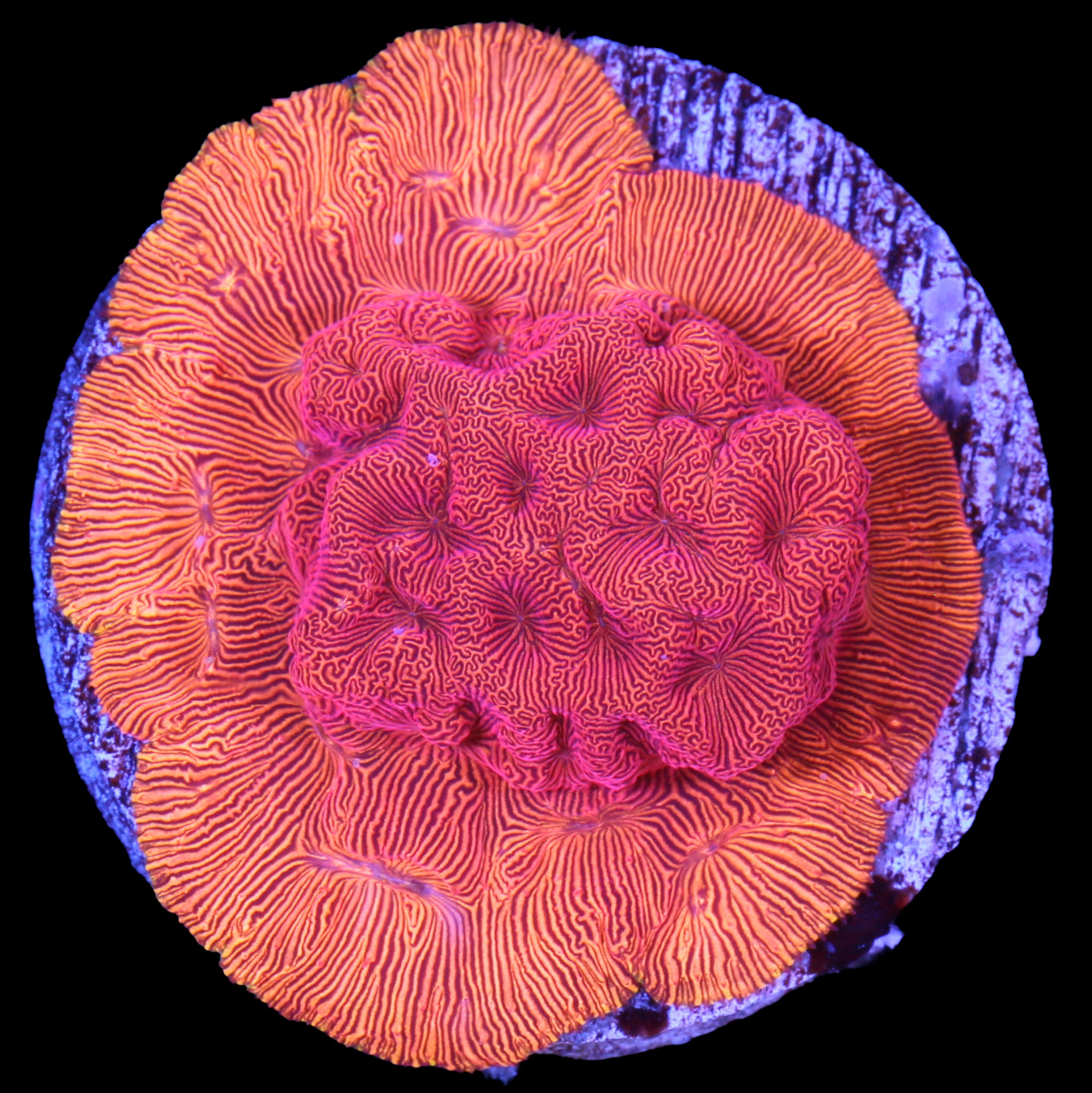 Flaming Fireball Leptoseris Coral - New Release