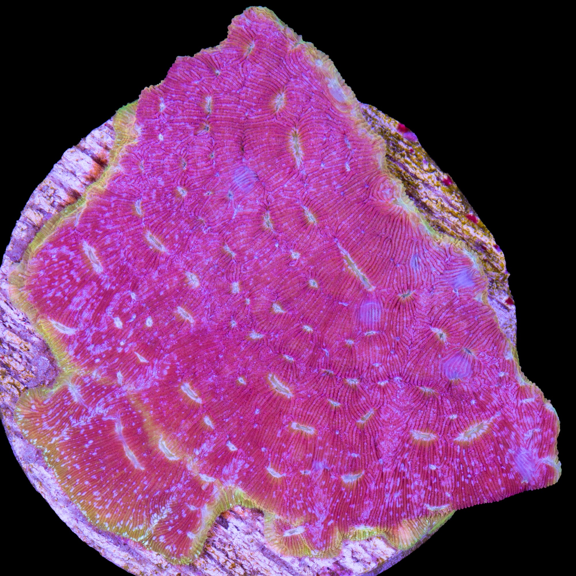 Klepto Leptoseris Coral