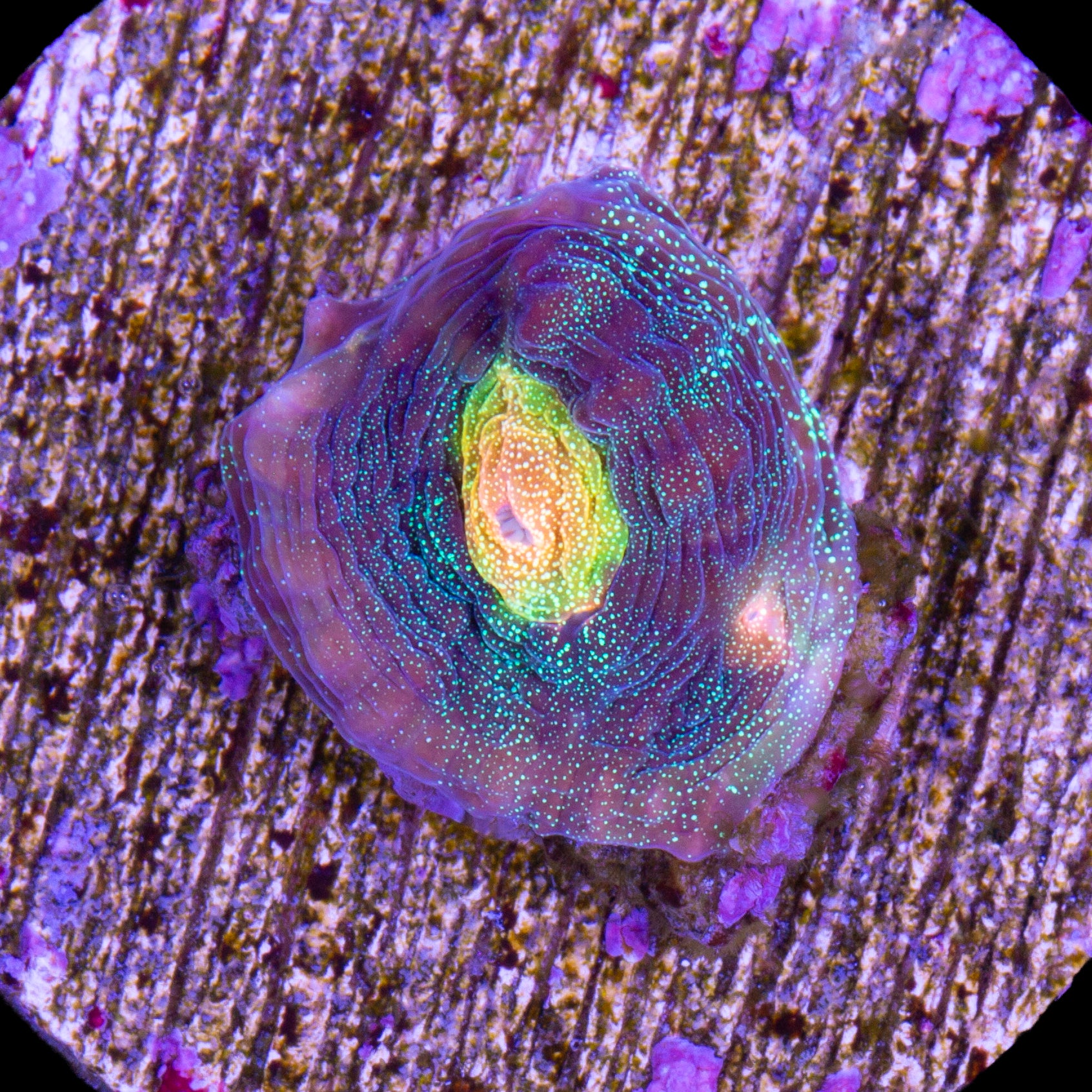Yellow Eye Mycedium Coral