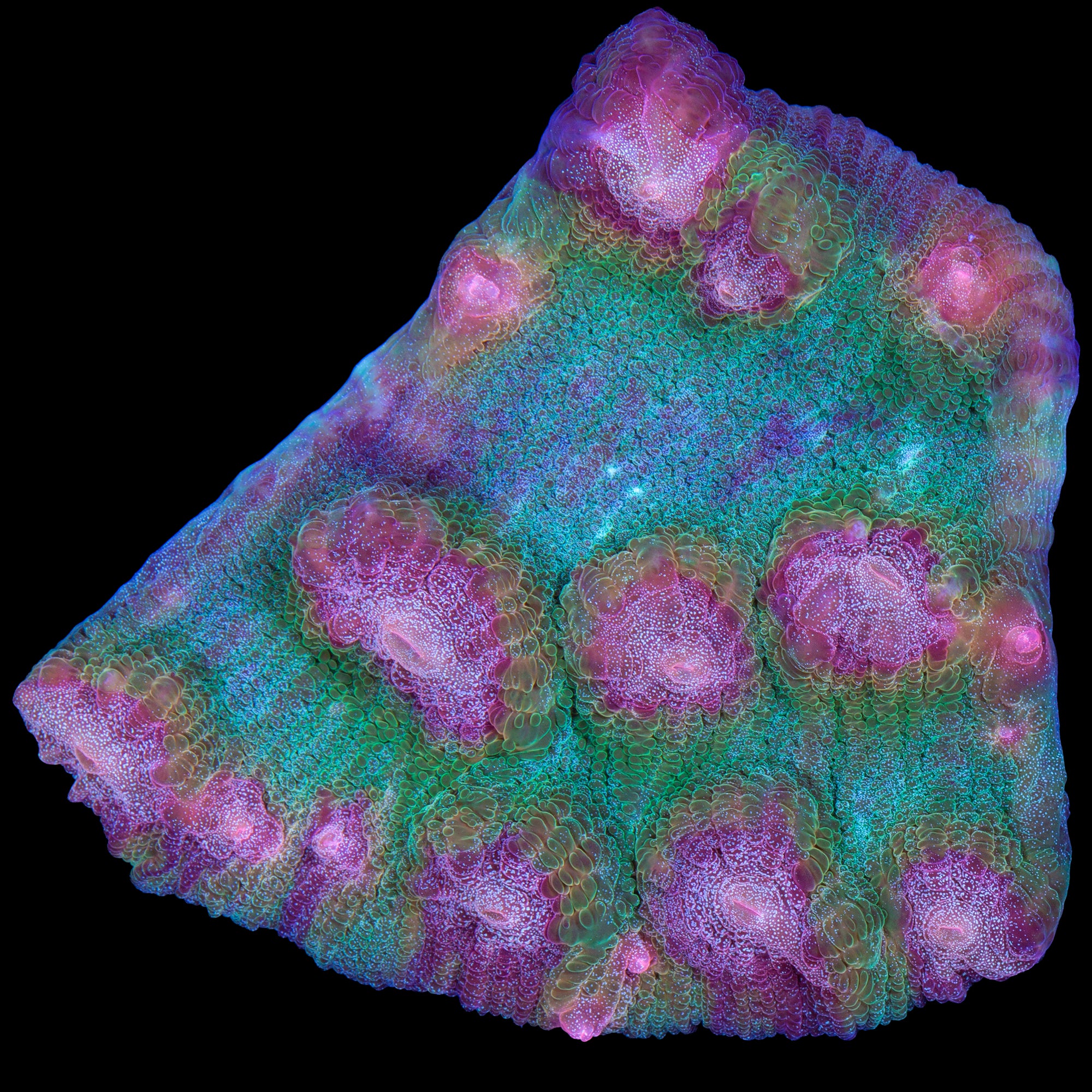 Mindbender Mycedium Coral