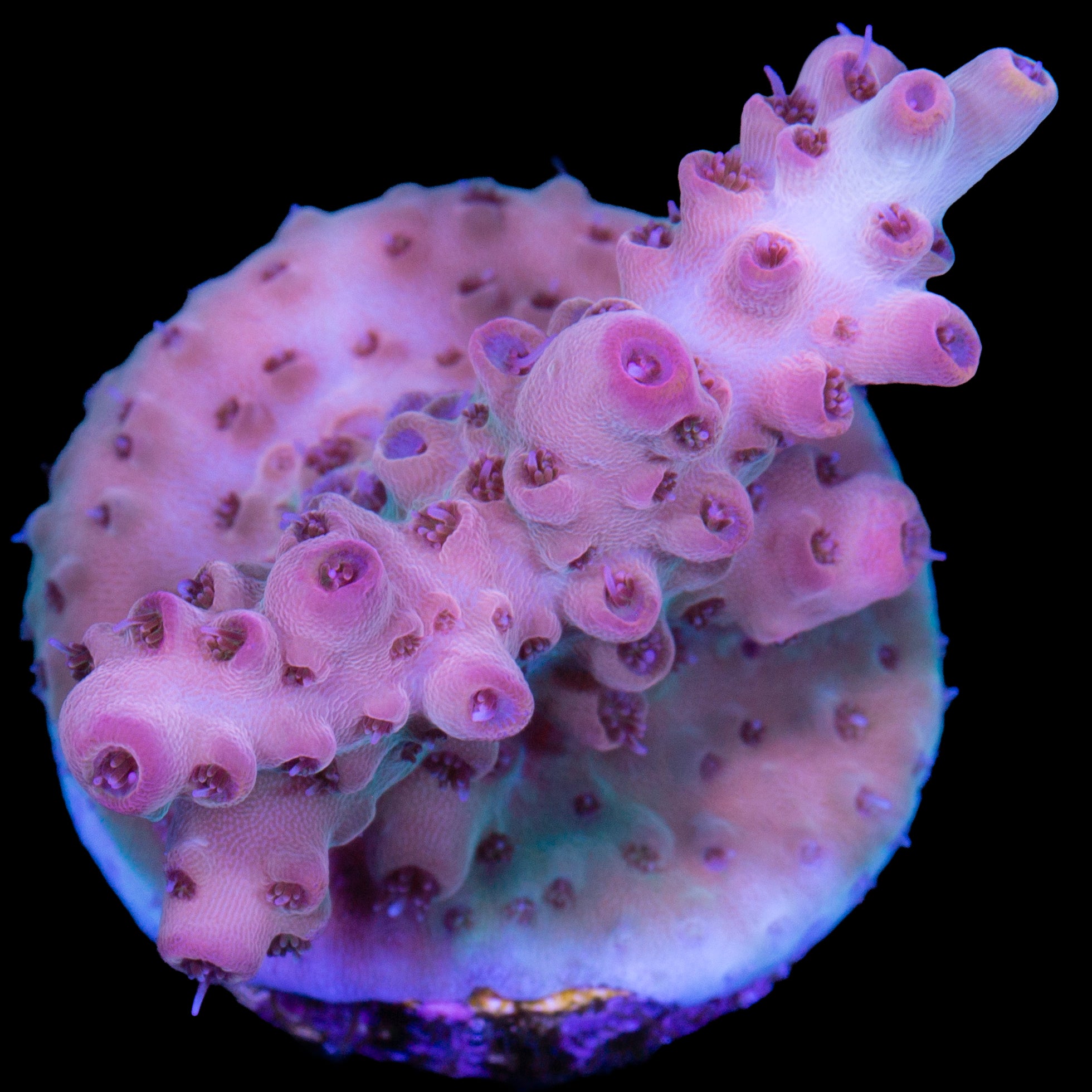 Cherry Smoothie Acropora Coral