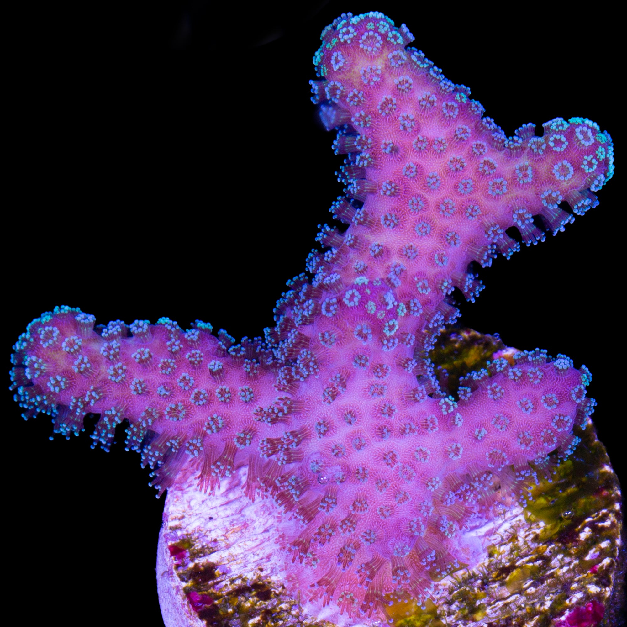 Blue Polyp Pink Stylophora Coral
