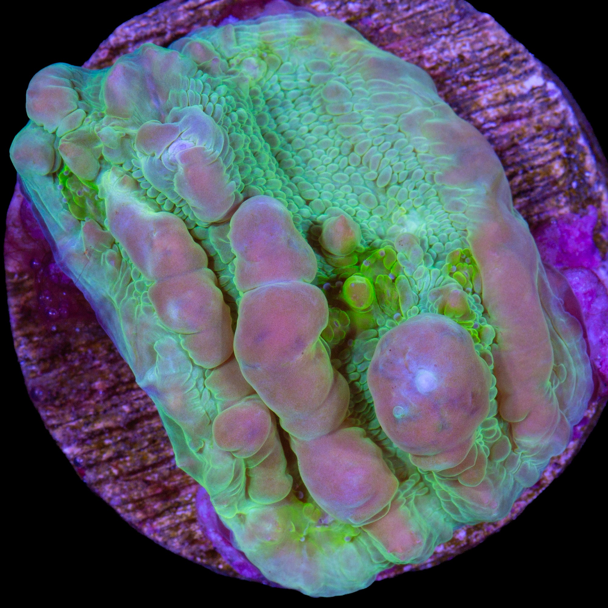 Vivid's Bounce Chalice Coral - 800 grown