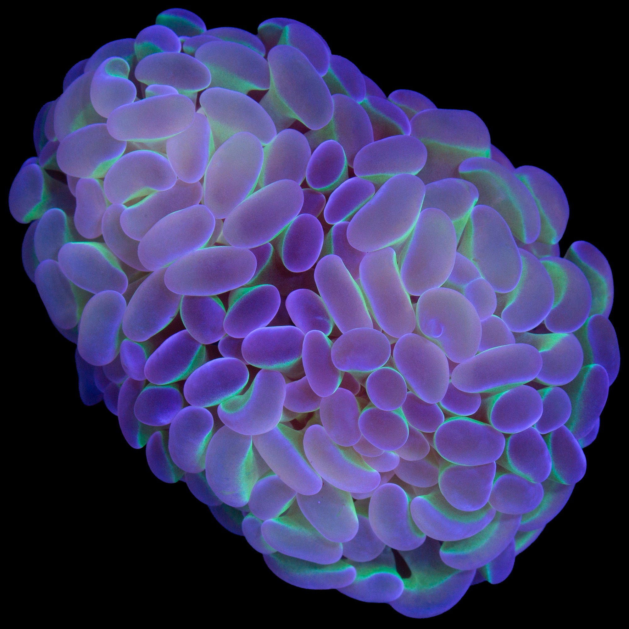 Hologram Hammer Coral