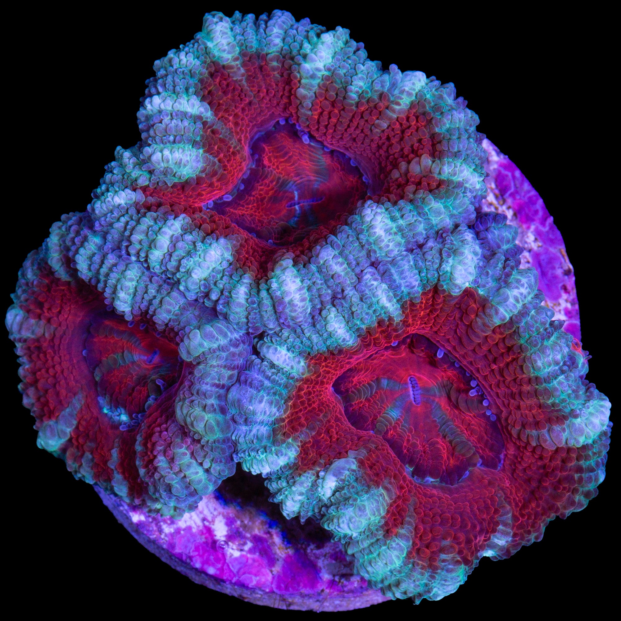 Blood Diamond Acan Coral