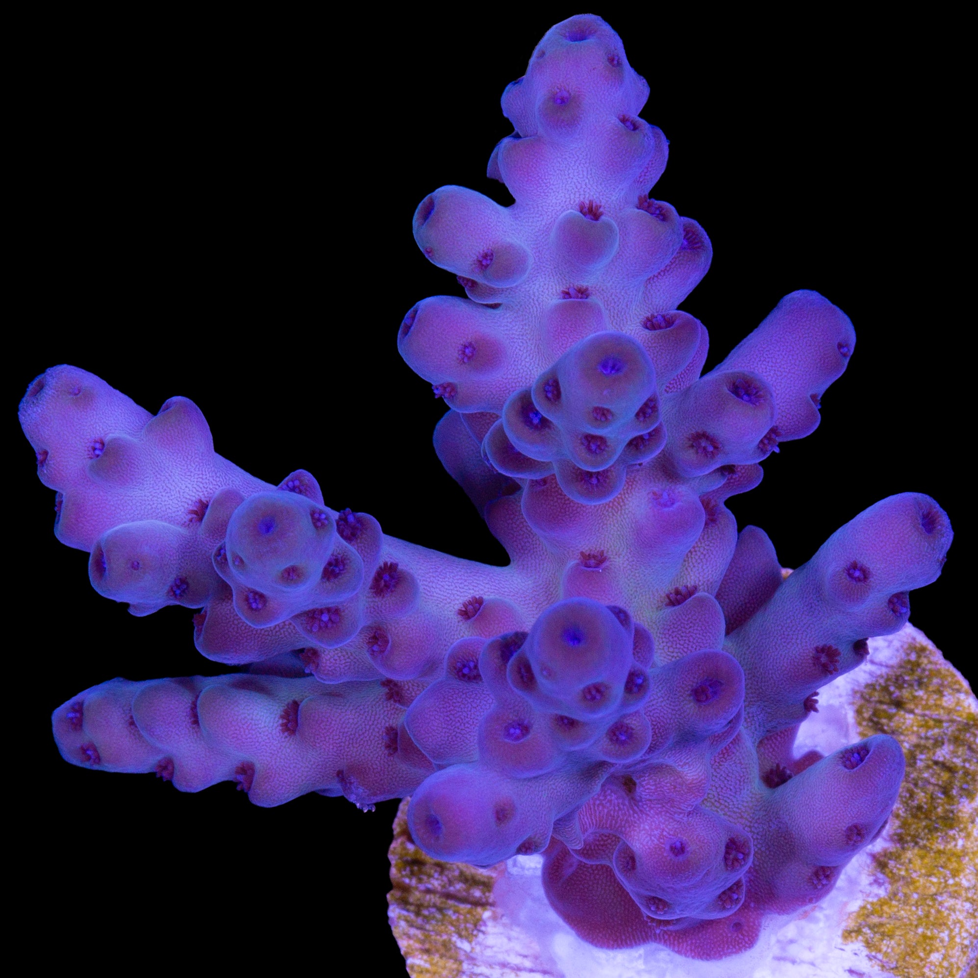 Aussie Blue Dream Acropora Coral - Chunky Frag