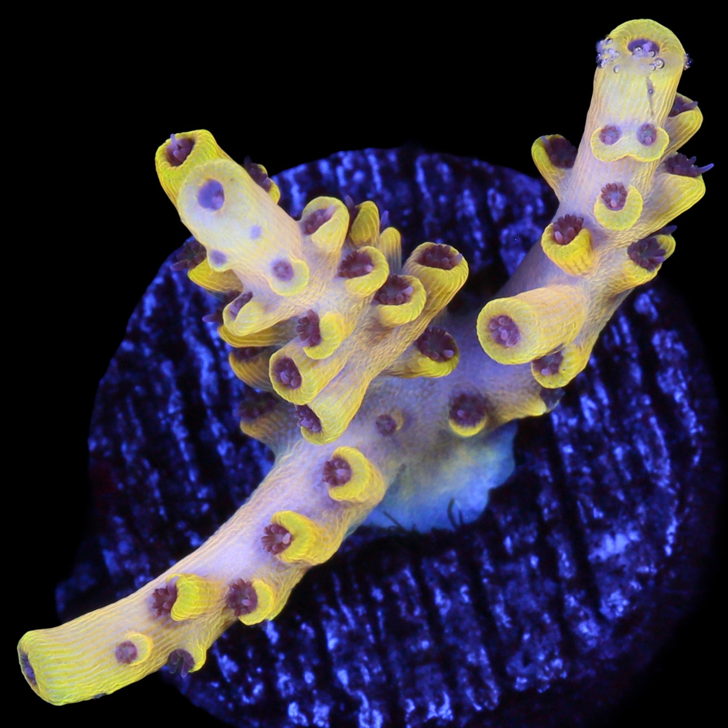 Pink Floyd Acropora Coral