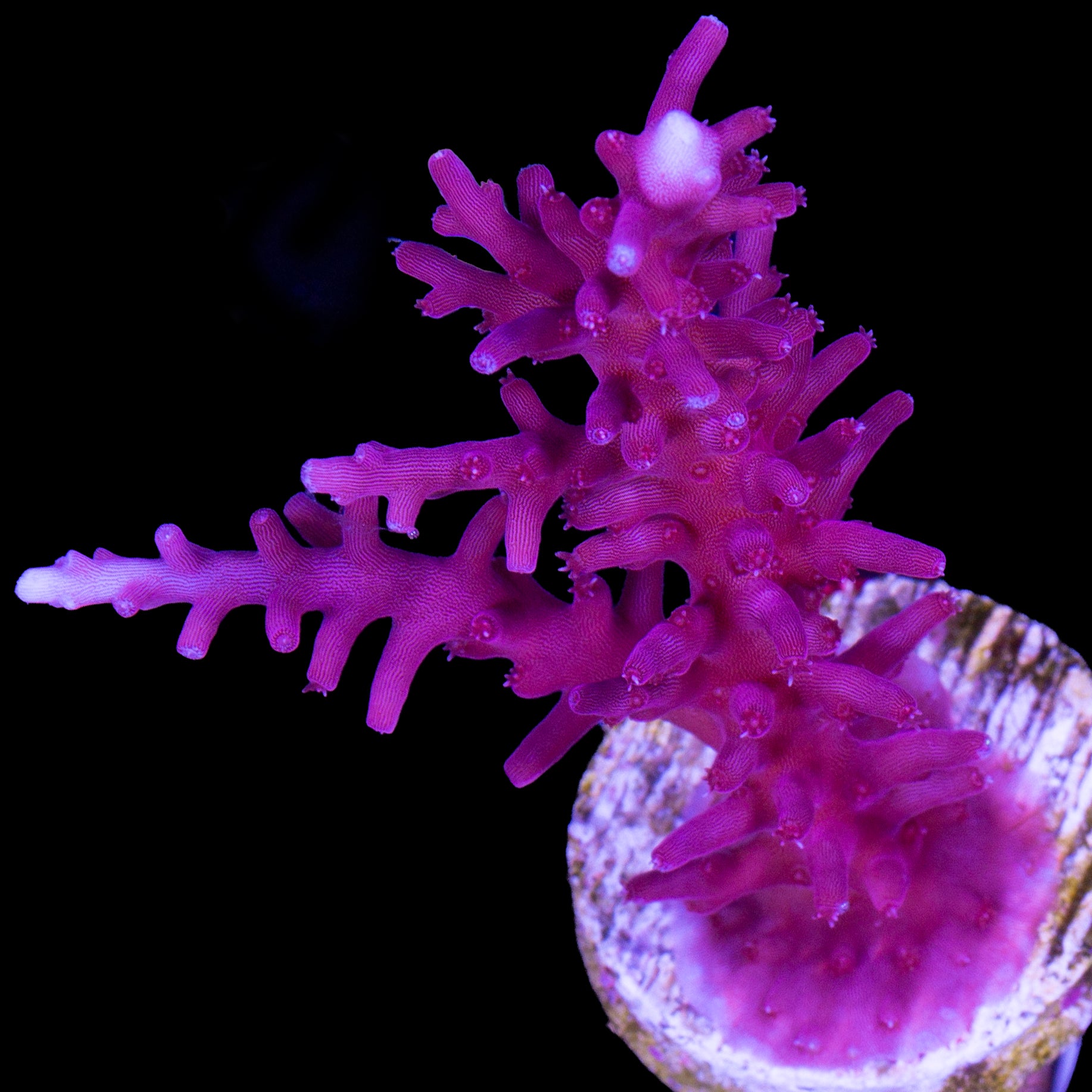 Red Dragon Acropora Coral - XL Frag