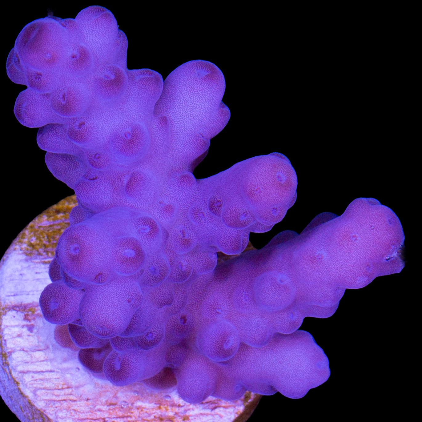 Aussie Purple Dream Acropora Coral