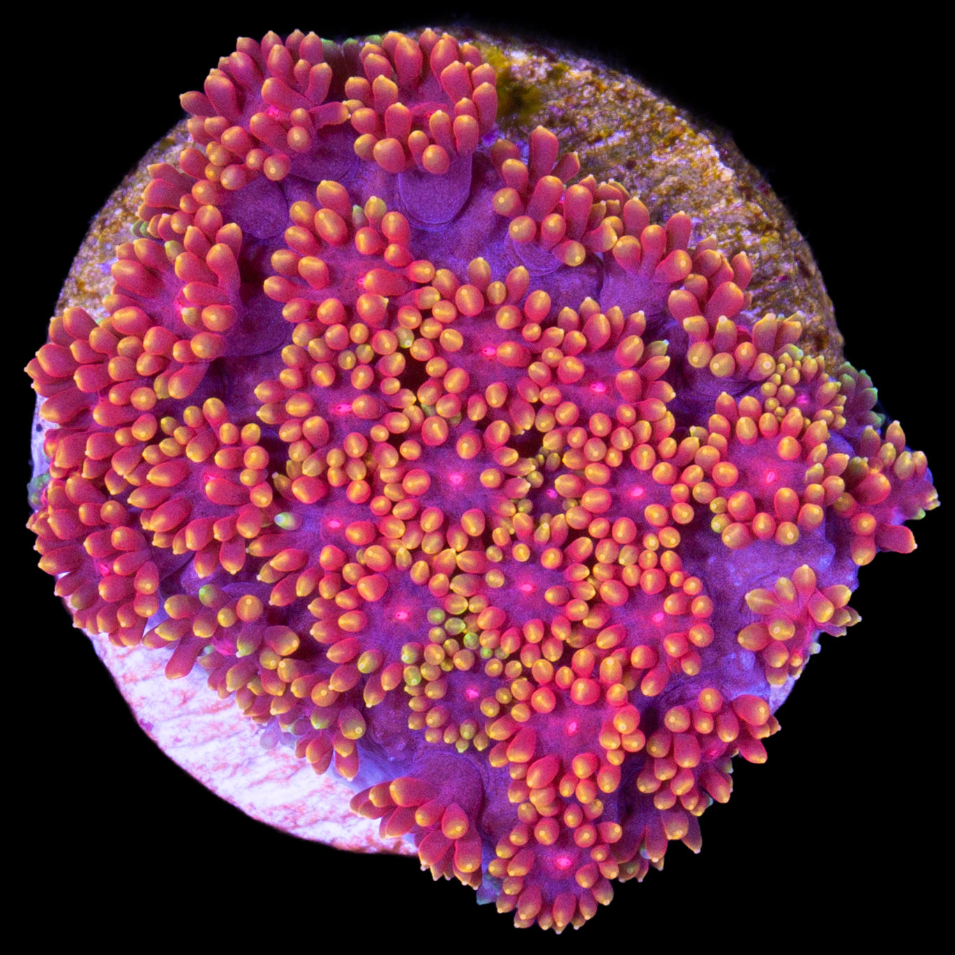 Rainbow Bernardpora Coral