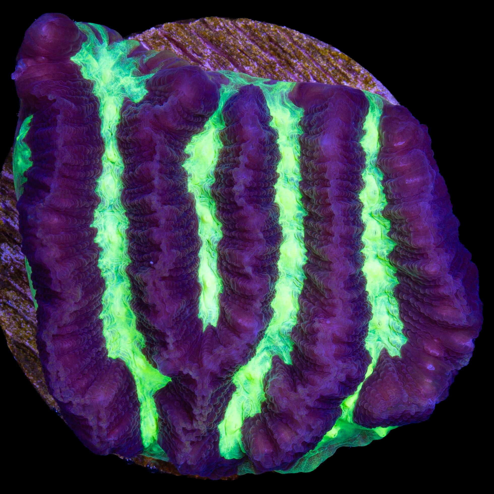 Alien Maze Brain Coral