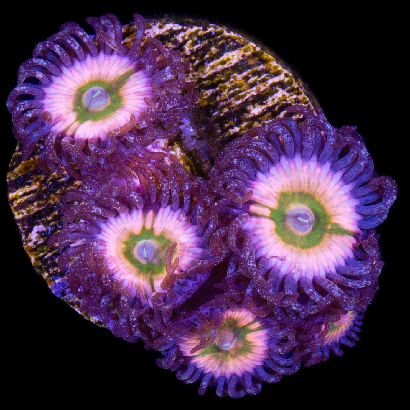 Vivid's Rainbow Infusion Zoanthids