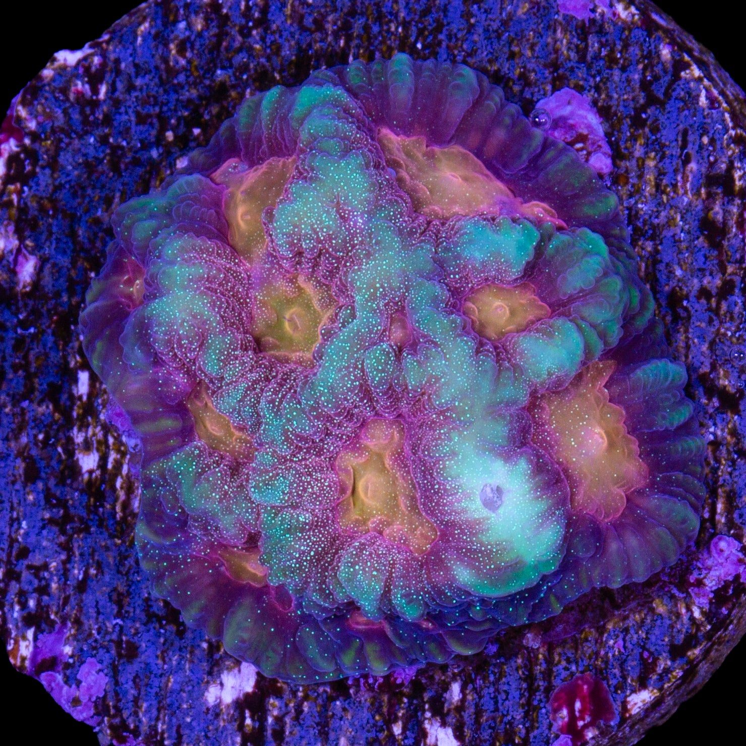 Baby's Breath Favia Coral