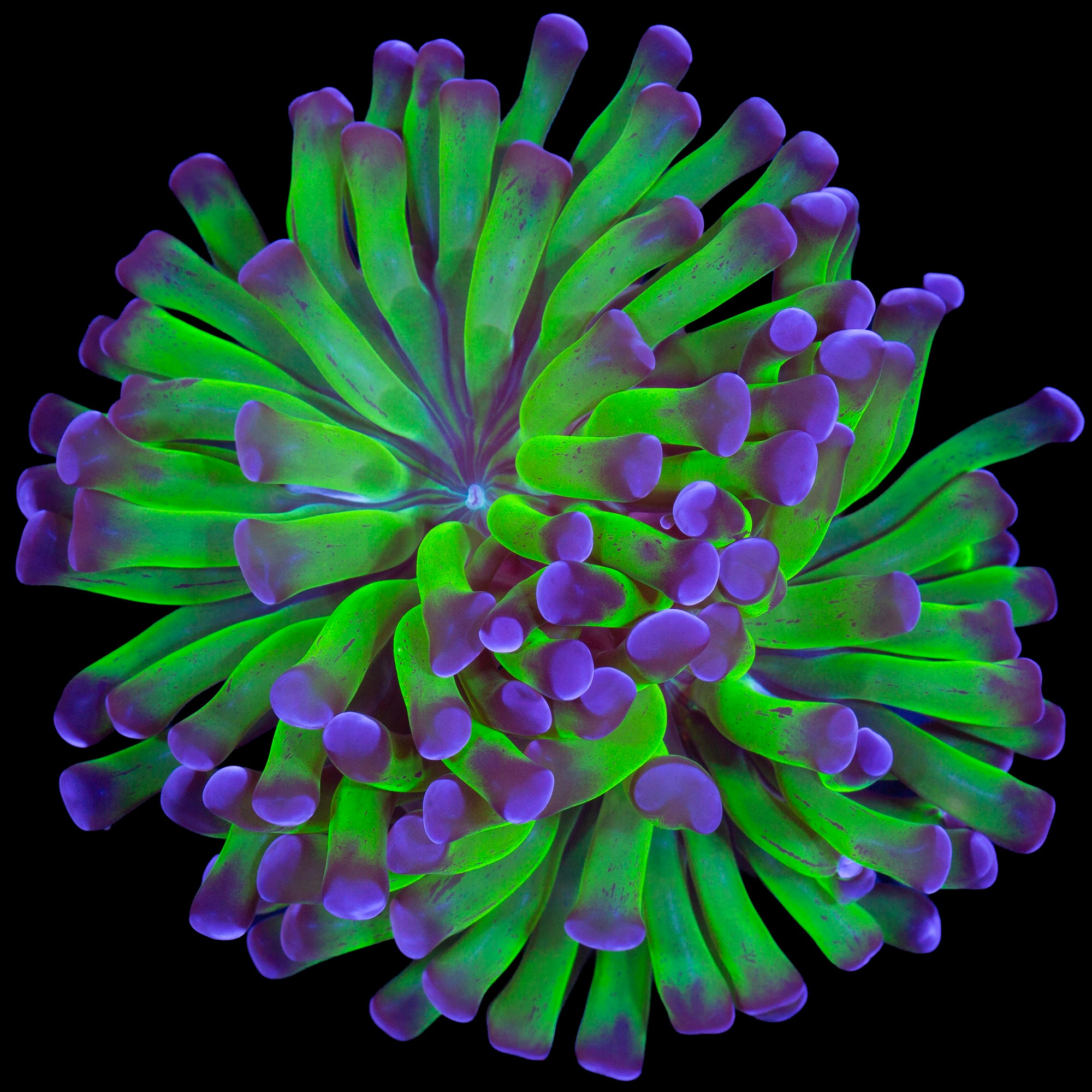 Purple & Green Branching Hammer Coral