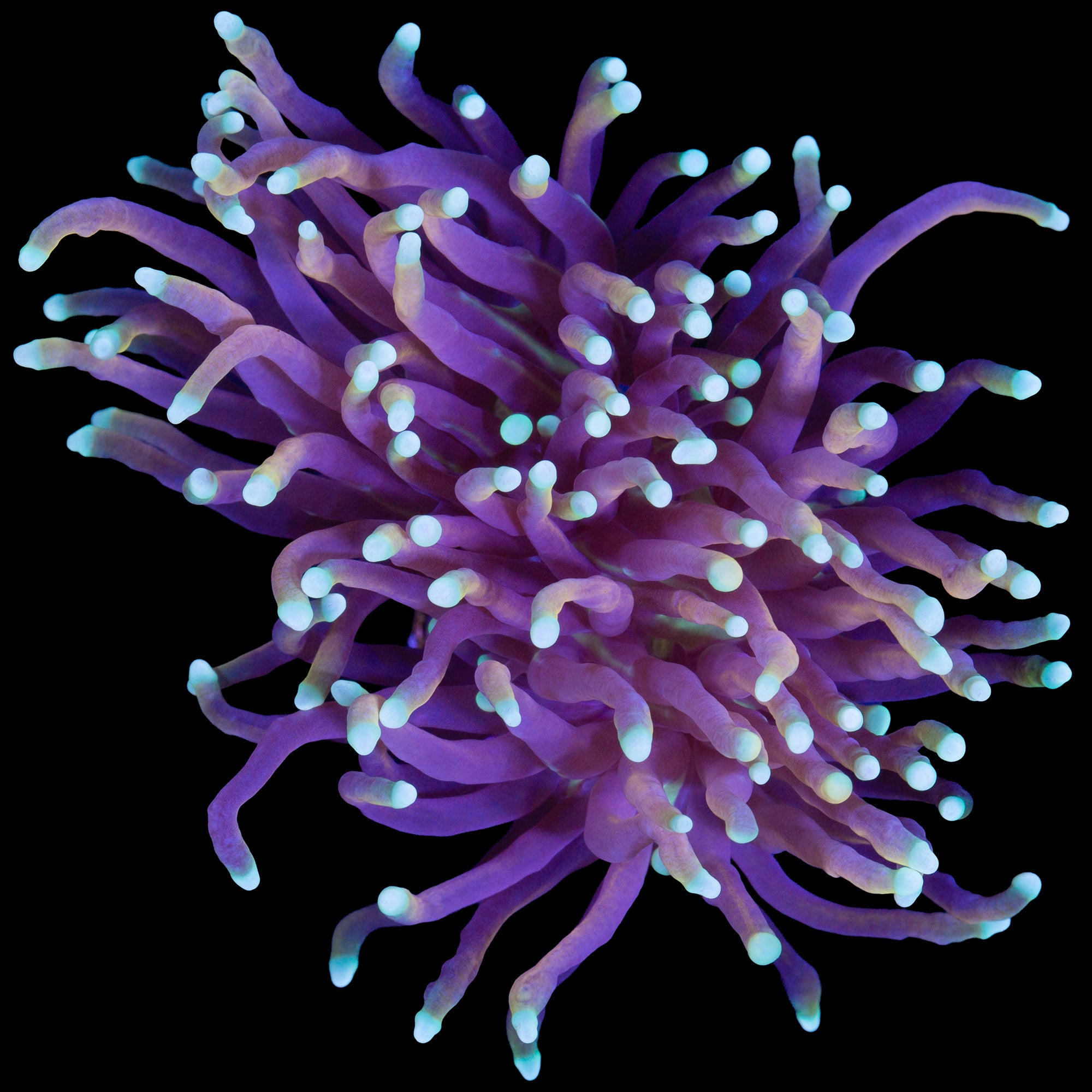 Indo Gold Torch Coral