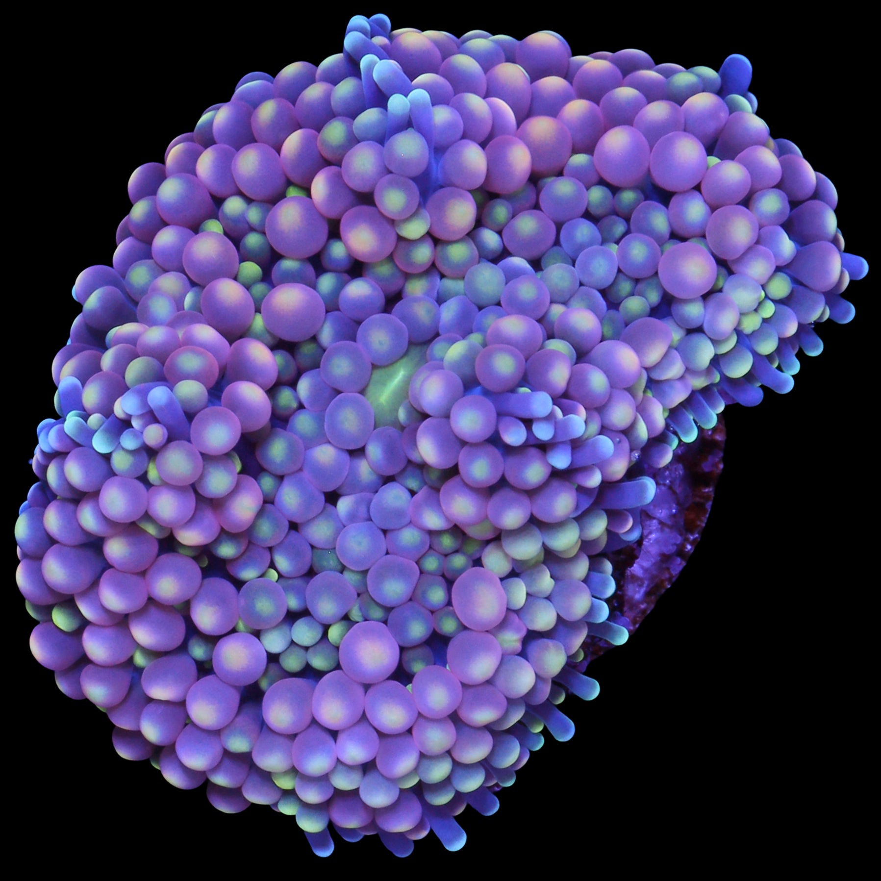 Ultra Ricordea Mushroom