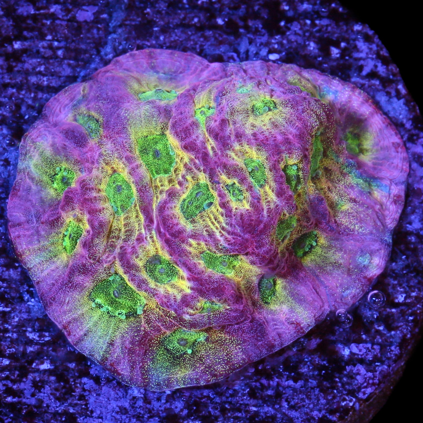 JF Dayglow Favia Coral