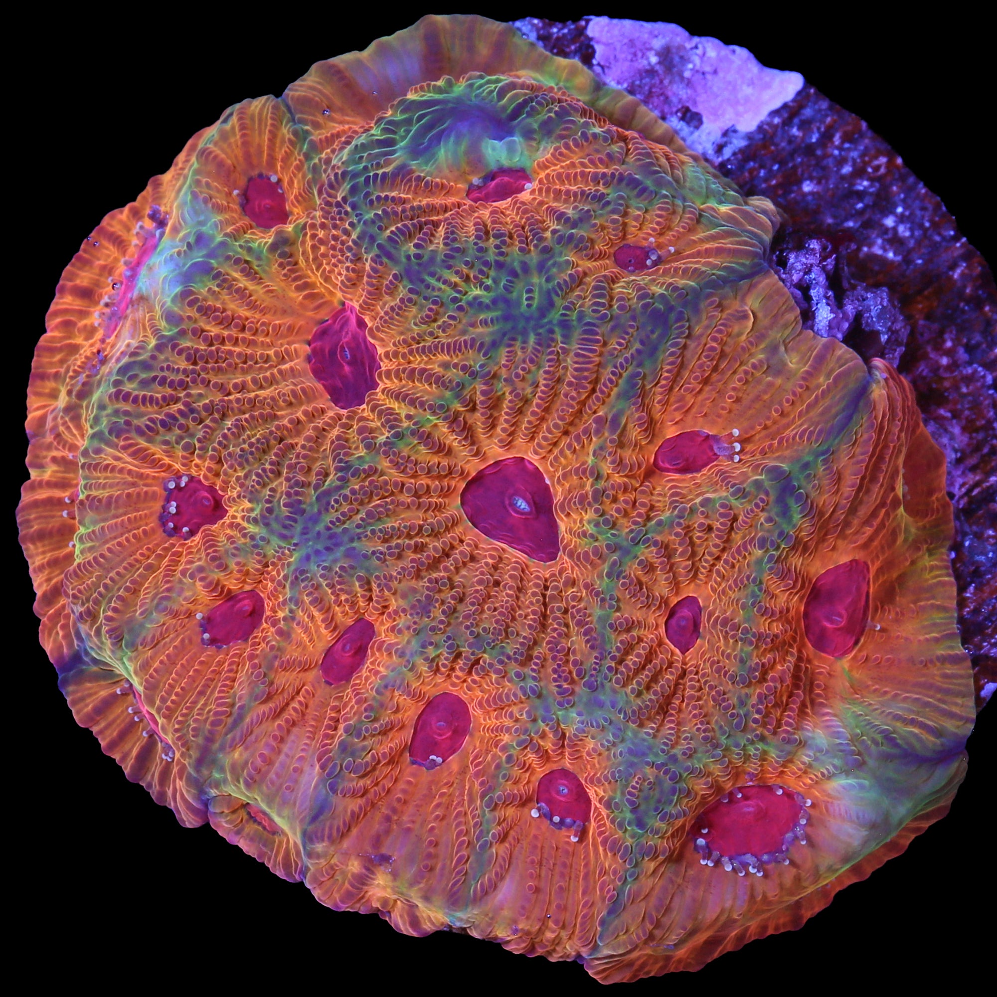 Candy Corn Favia Coral
