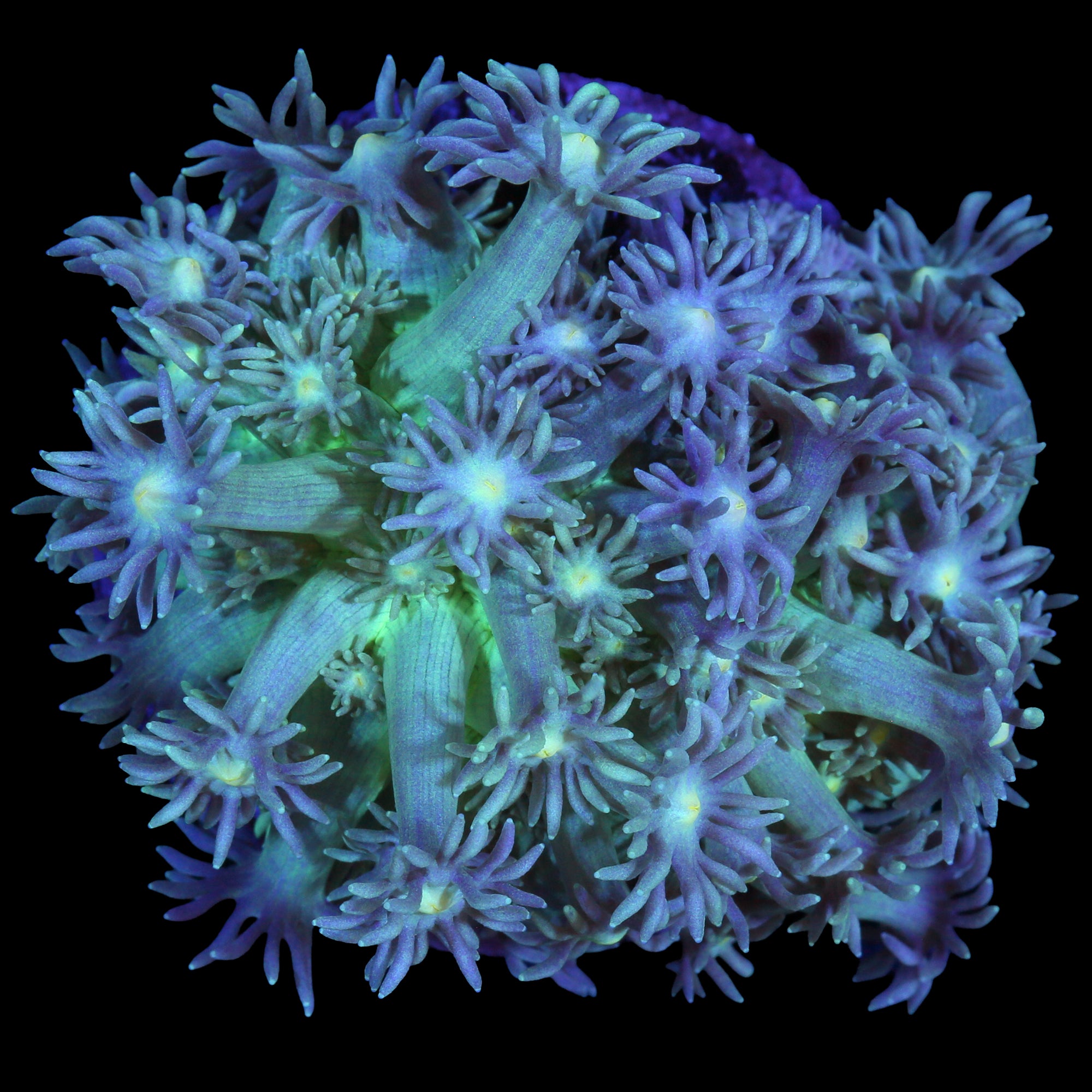 Green Goniopora Coral