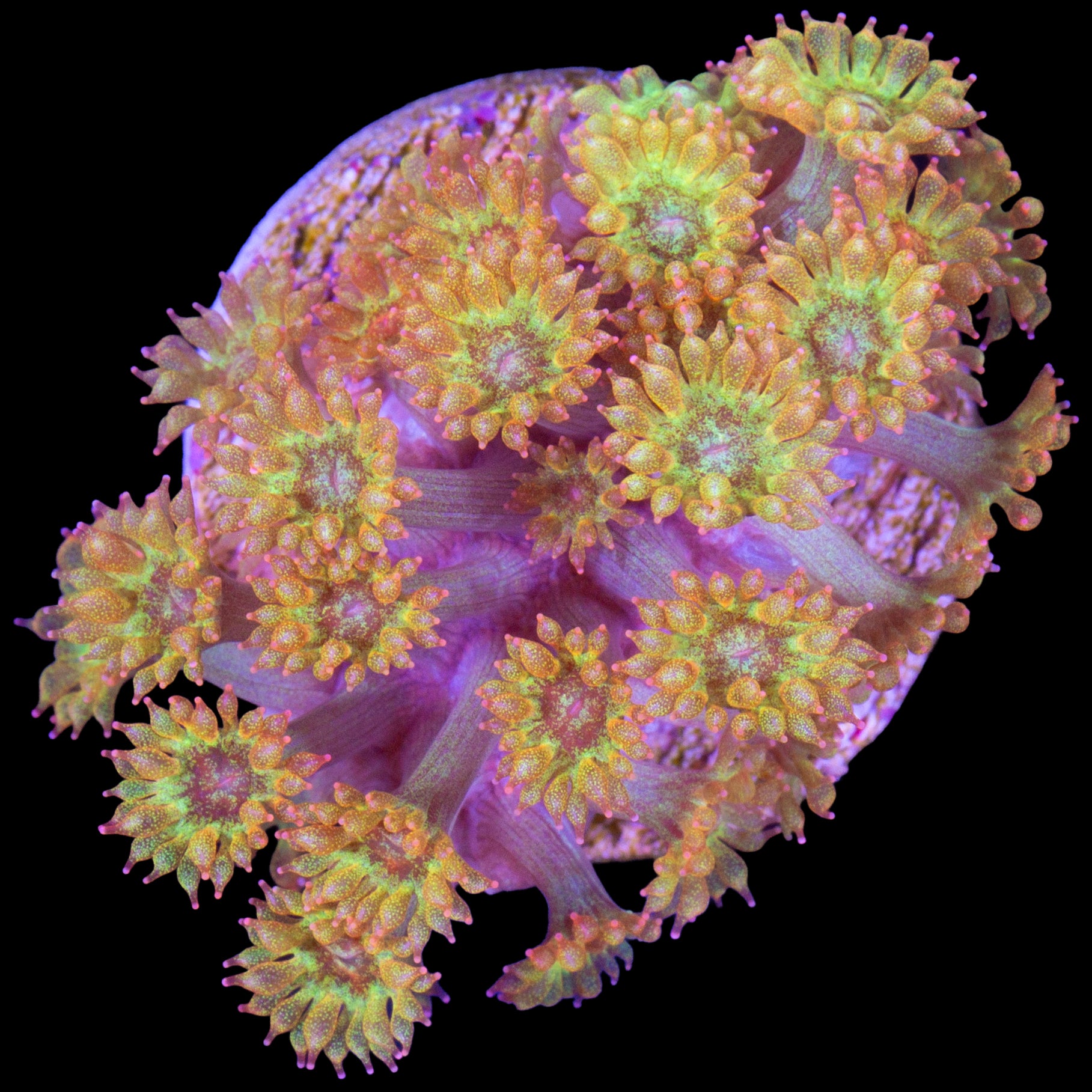 Golden Glitter Bernardpora Coral