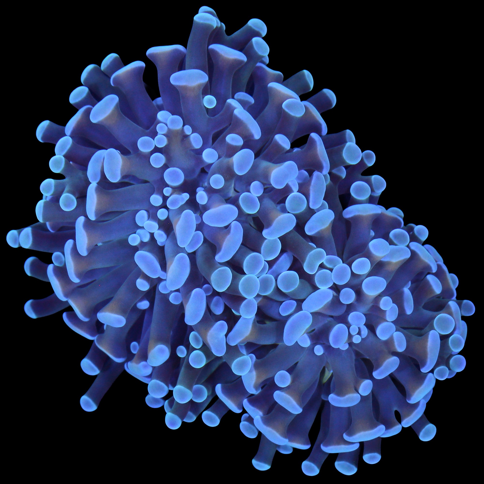 Neptune Branching Hammer Coral