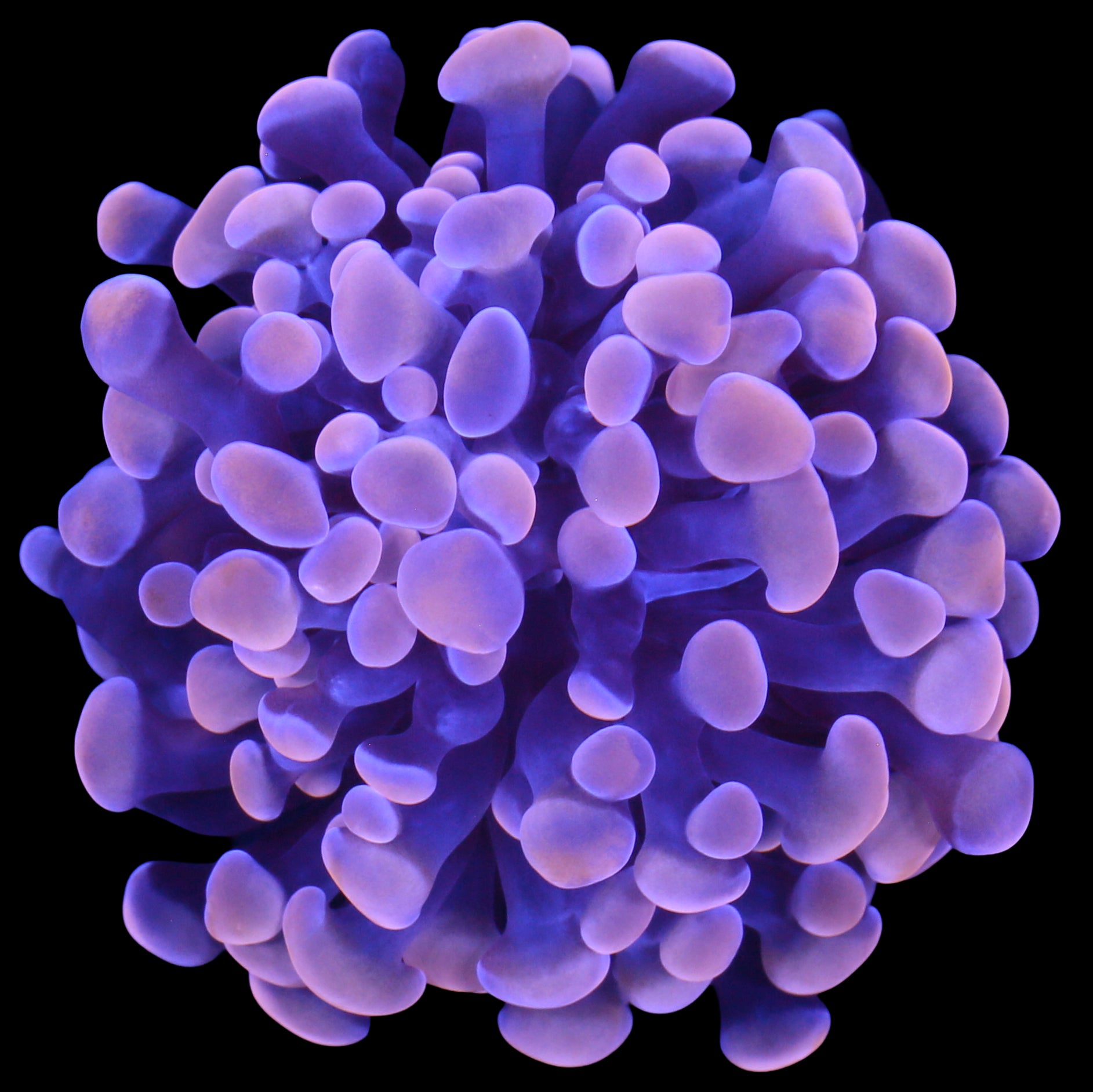 Peach Branching Hammer Coral