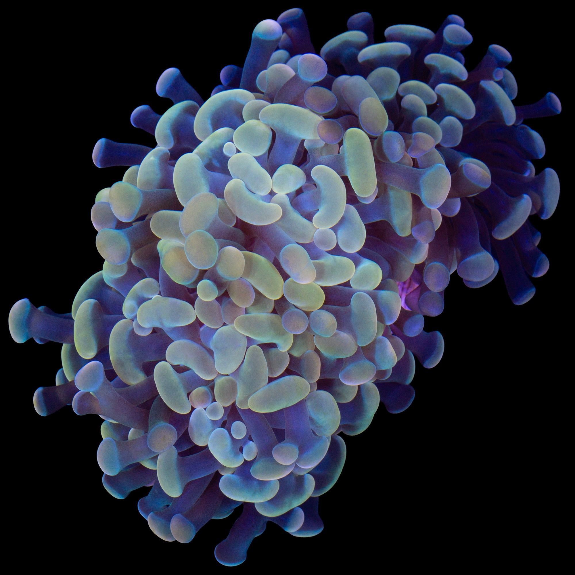 Lucky Charms Branching Hammer Coral