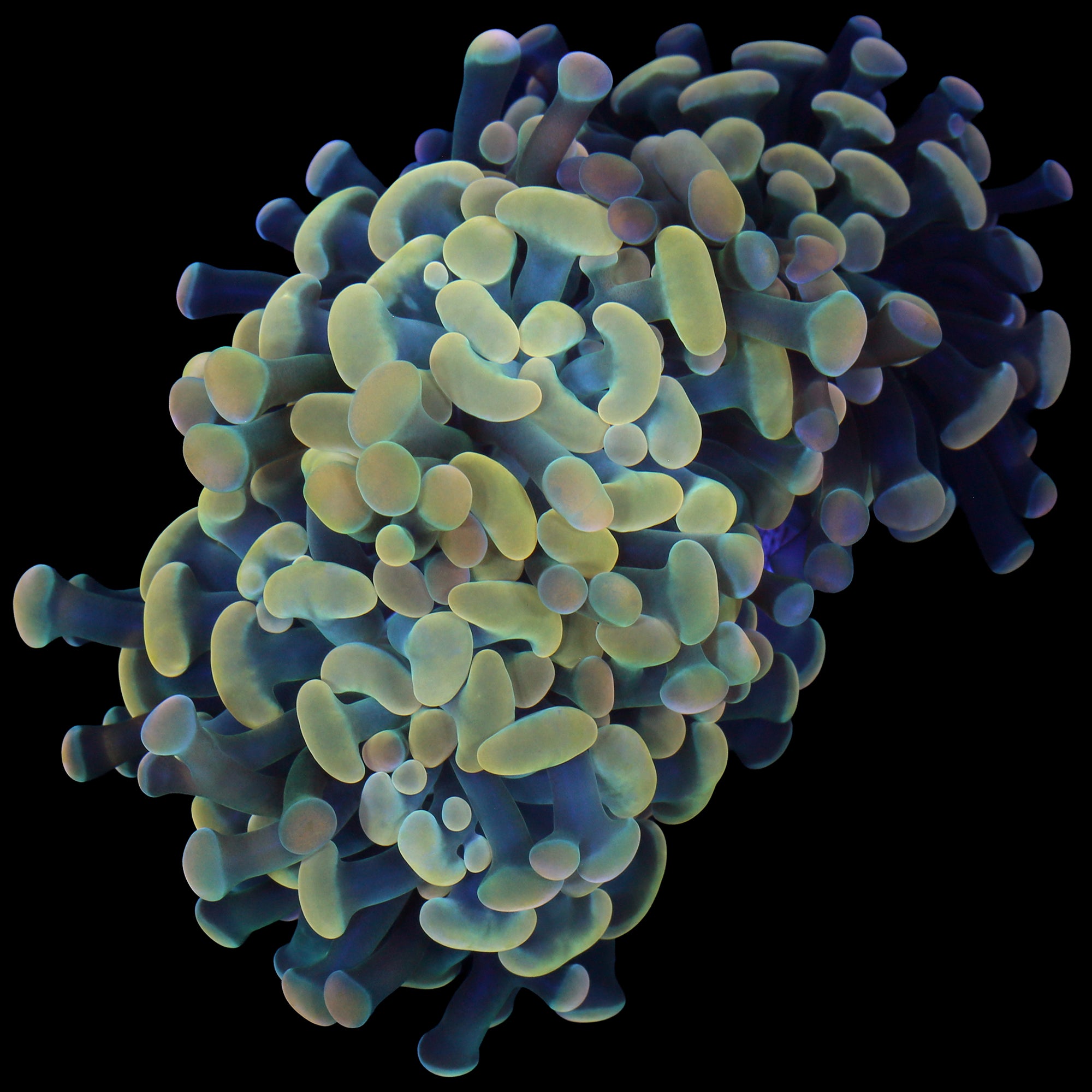 Lucky Charms Branching Hammer Coral