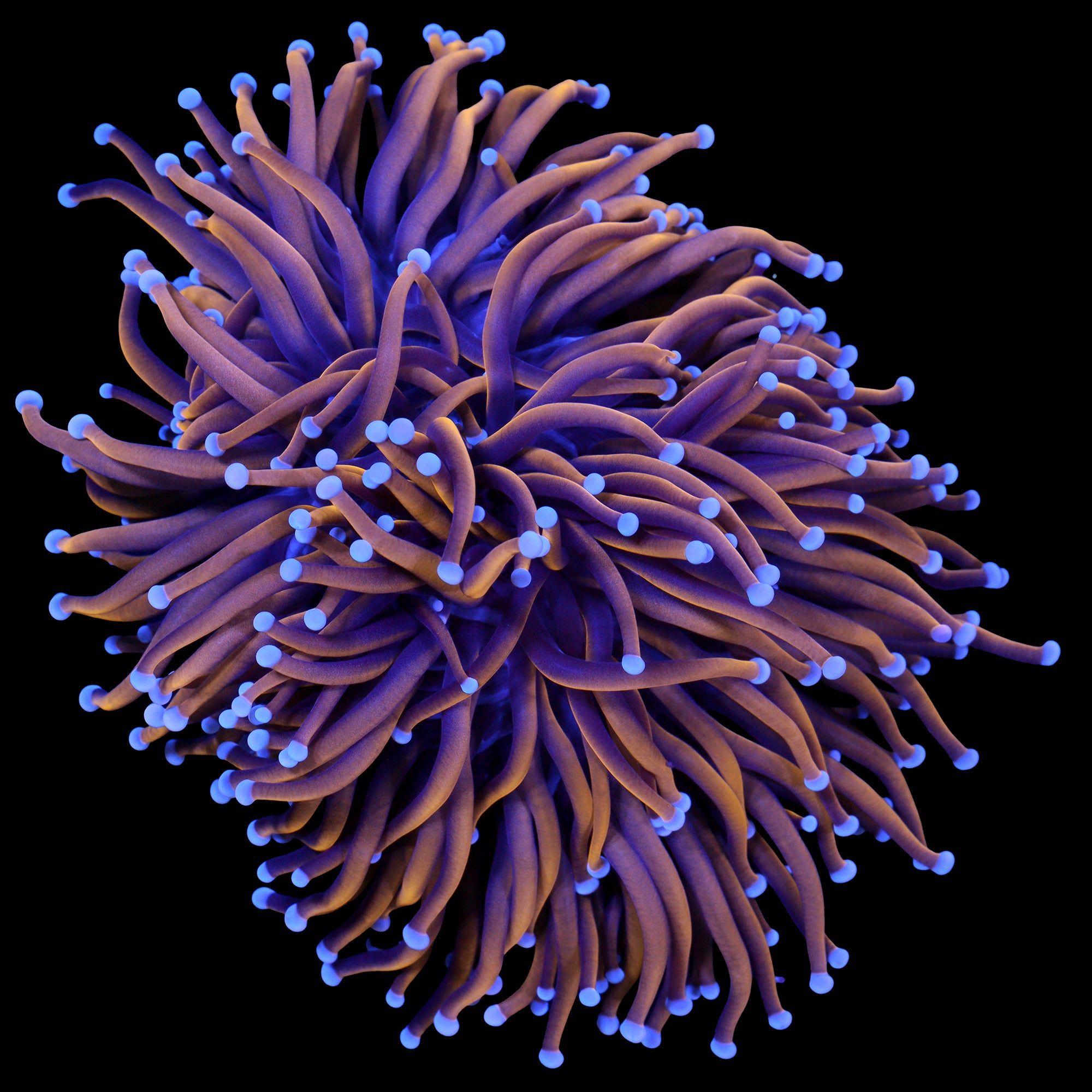 24K Gold Torch Coral Colony