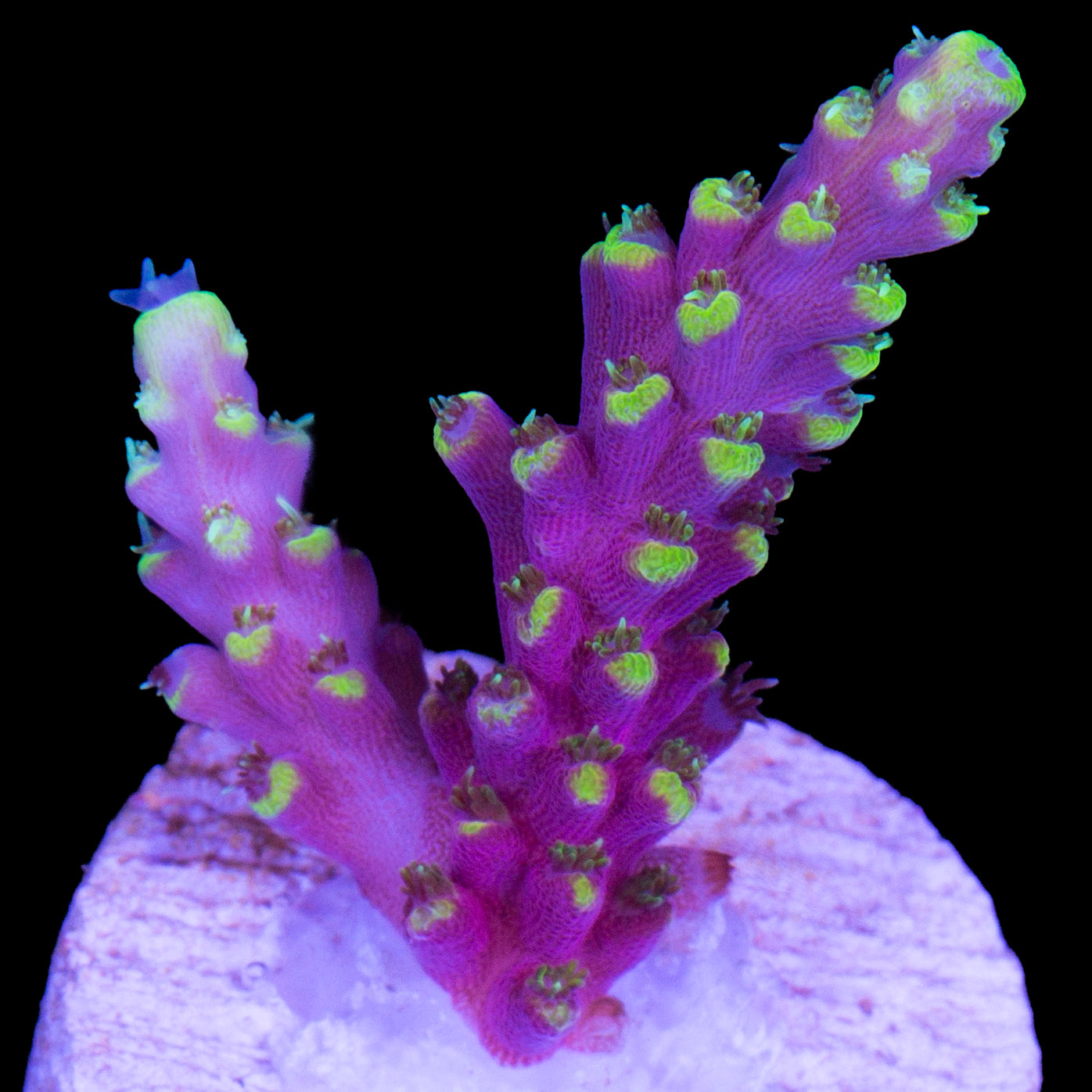 Sexy Stiletto Acropora Coral - 800 Grown