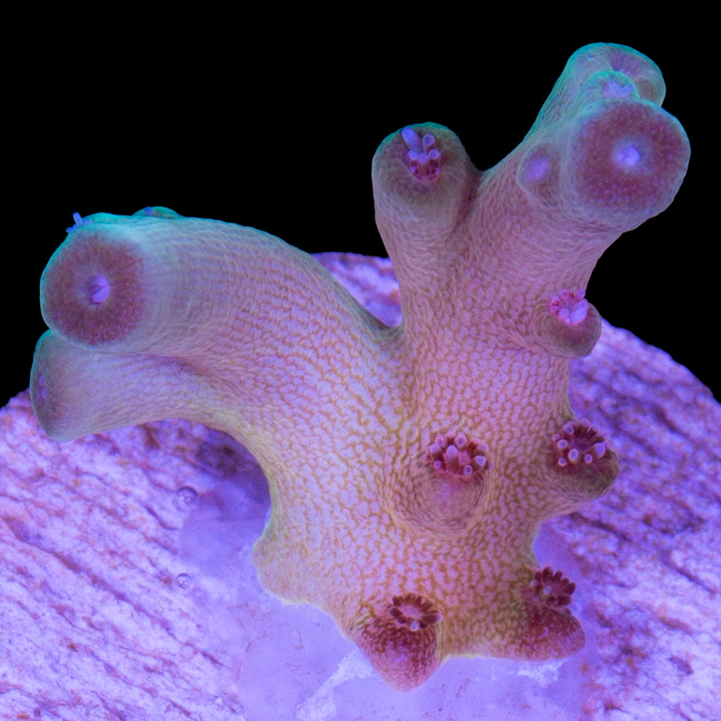 Vivid's Mindbender Acropora - 1st Release &  800 Grown