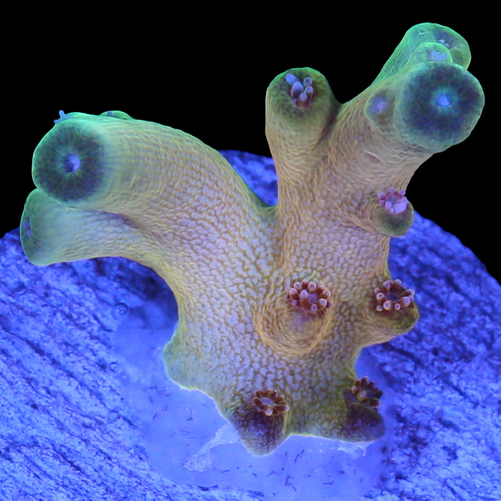 Vivid's Mindbender Acropora - 1st Release &  800 Grown