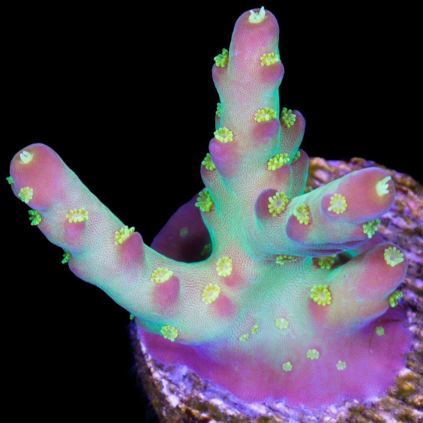 Vivid's Buzz Lightyear Acropora Coral