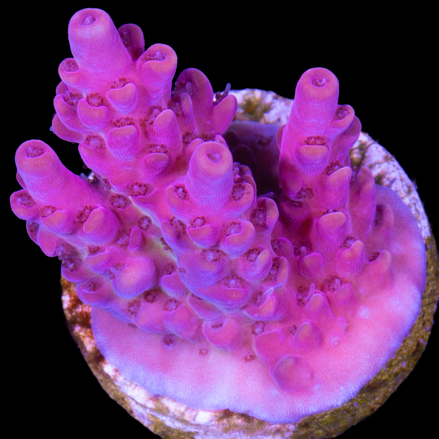 Pink Ink Acropora Coral