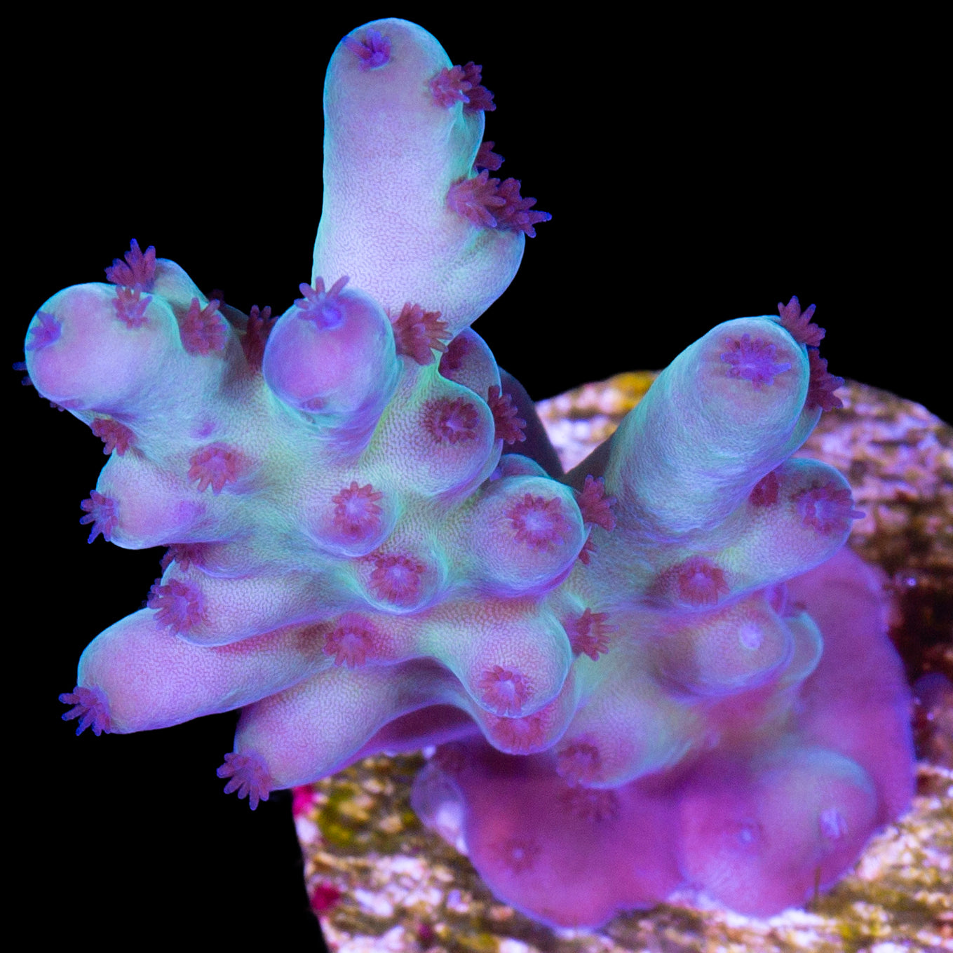 Blue Dream Acropora Coral