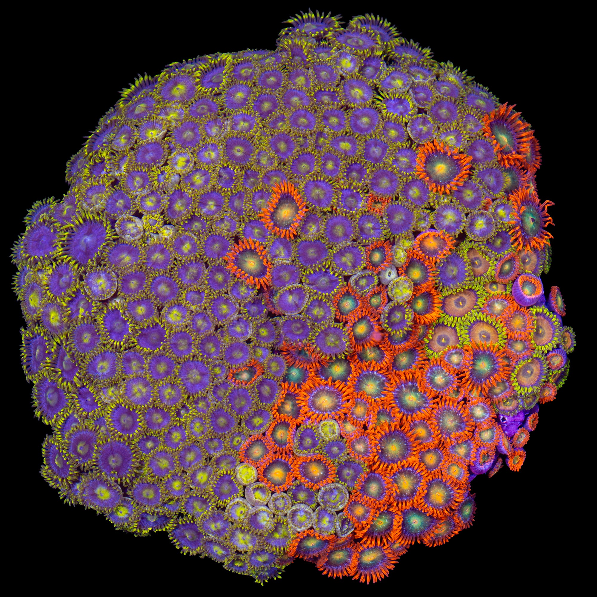 Rainbow Zoanthid Garden