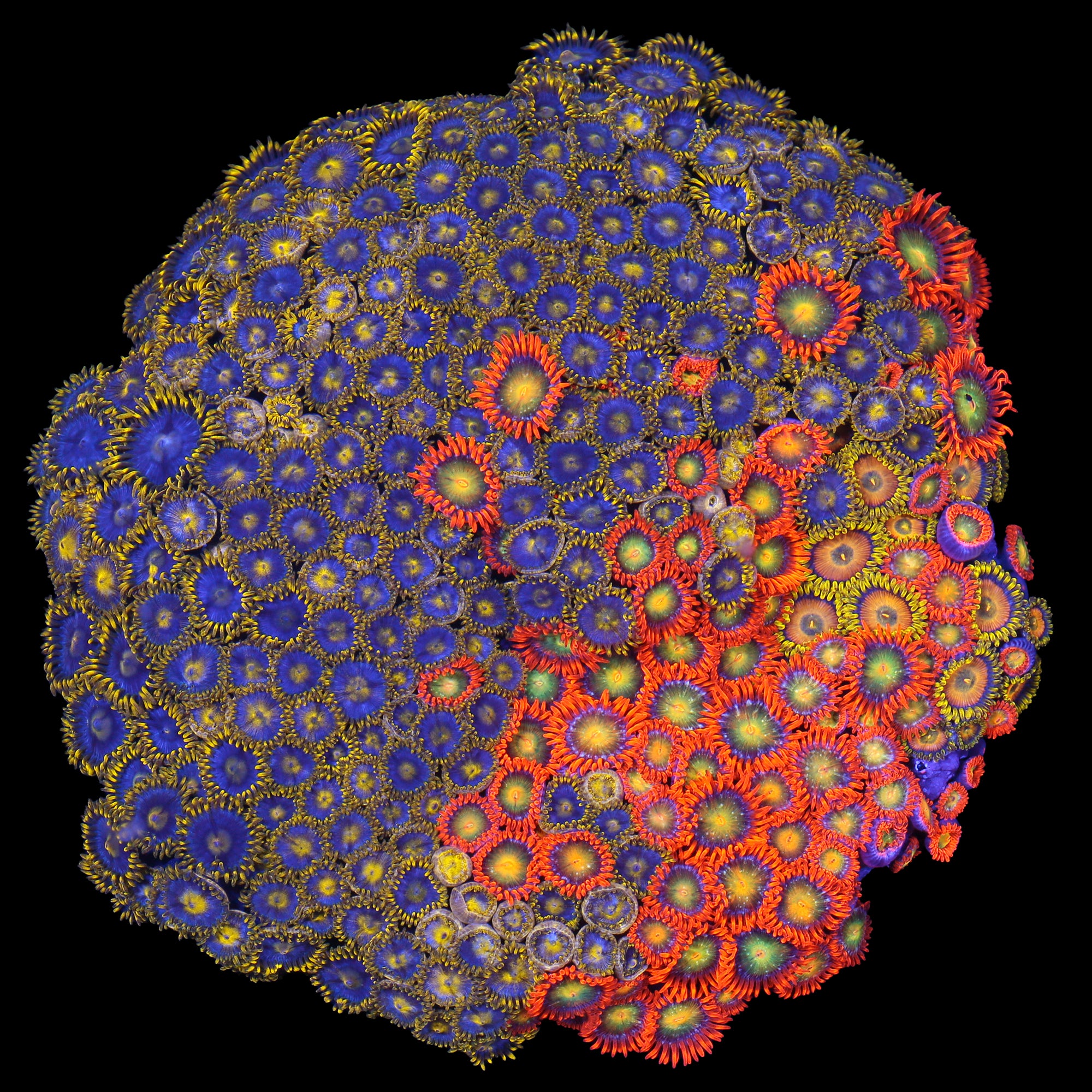 Rainbow Zoanthid Garden