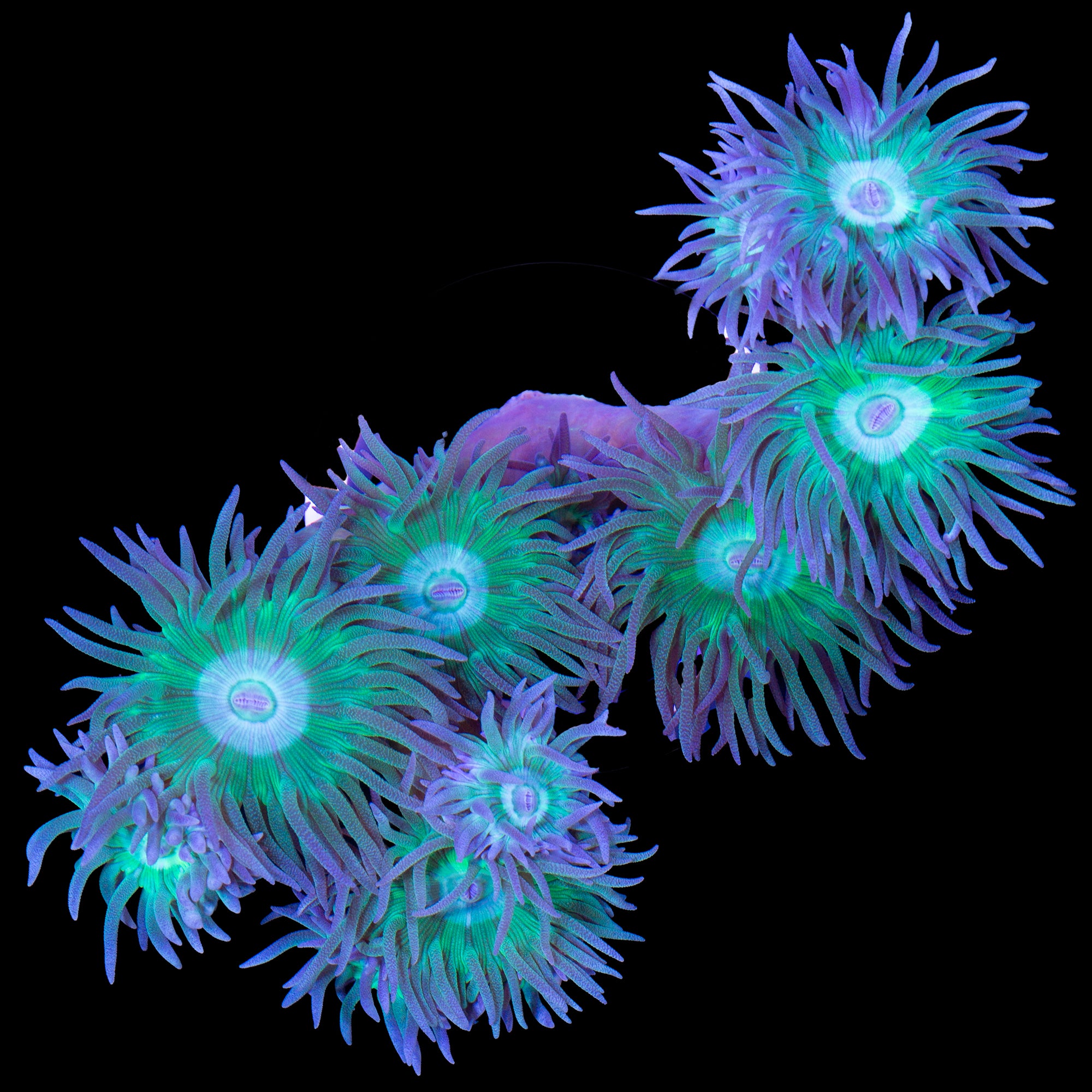 Neon Green Duncan Coral Colony