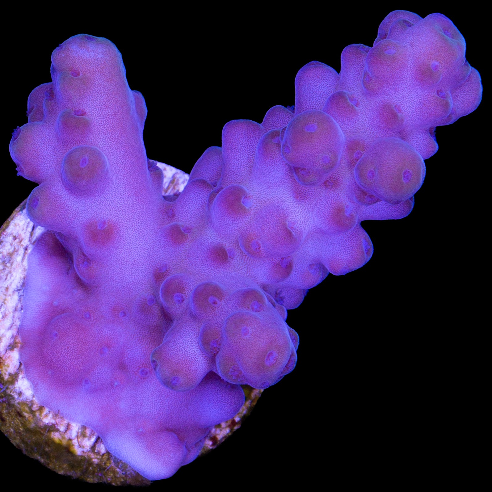 Aussie Purple Dream Acropora Coral