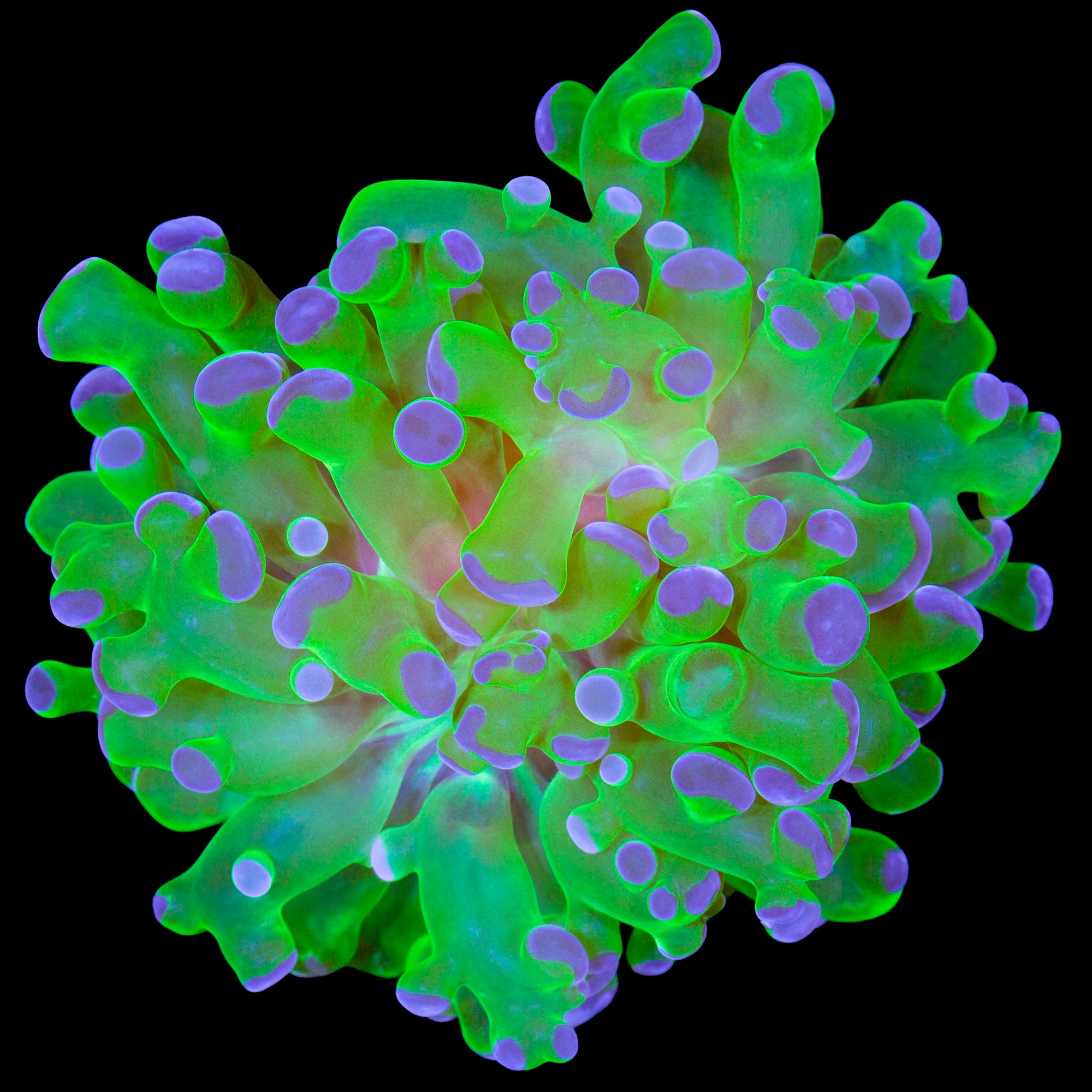 Purple Tip Frogspawn Coral
