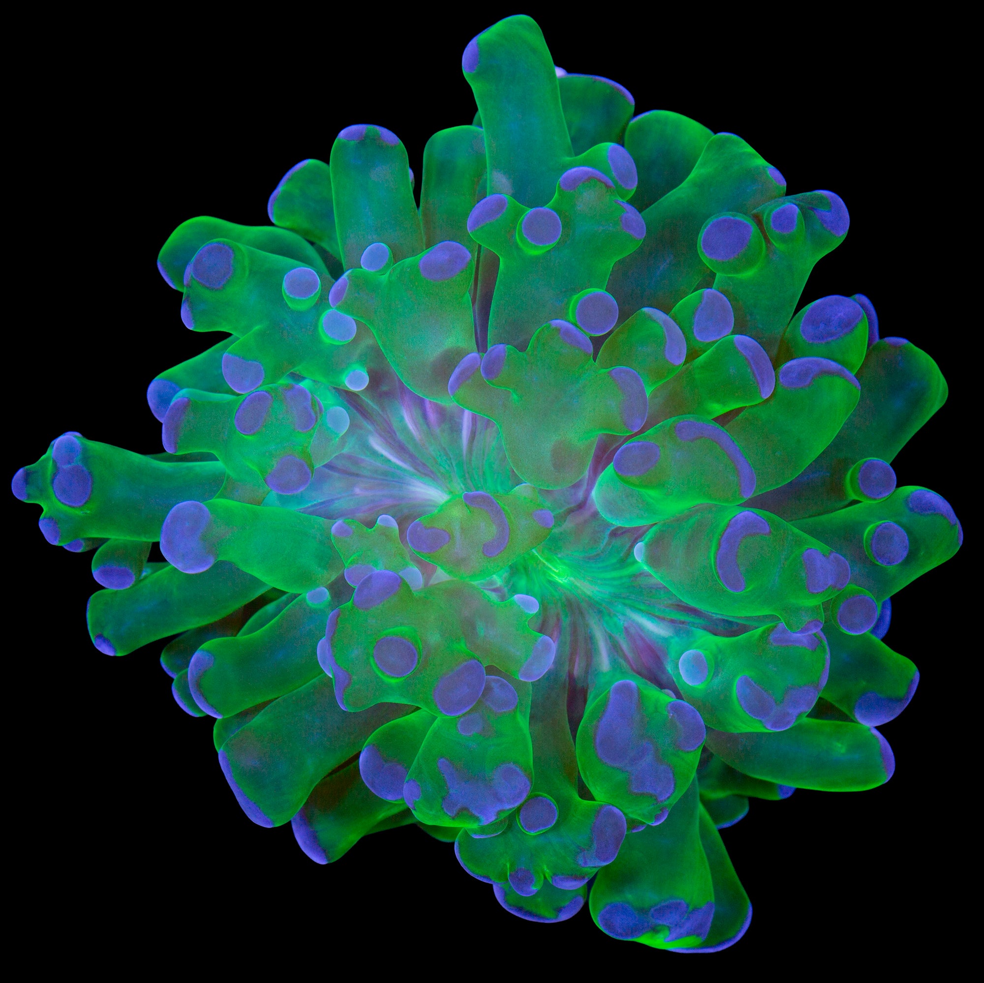 Purple Tip Frogspawn Coral