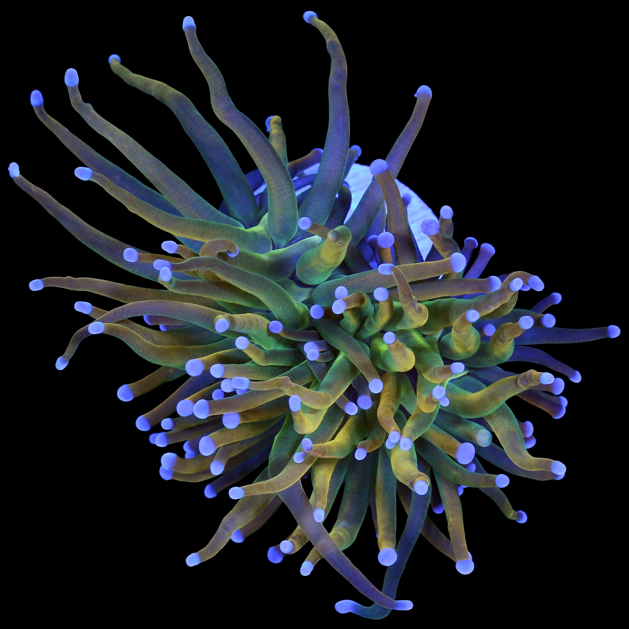 Rapunzel Holy Grail Torch Coral