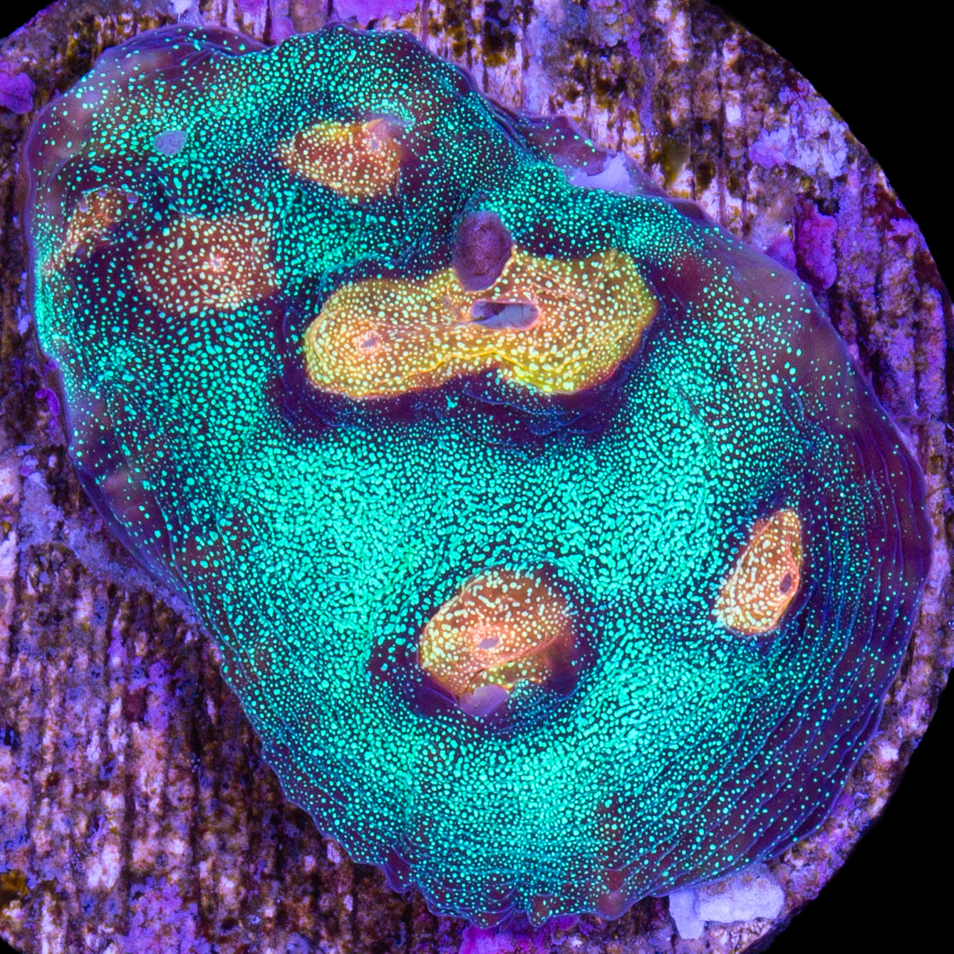 Yellow Eye Mycedium Coral