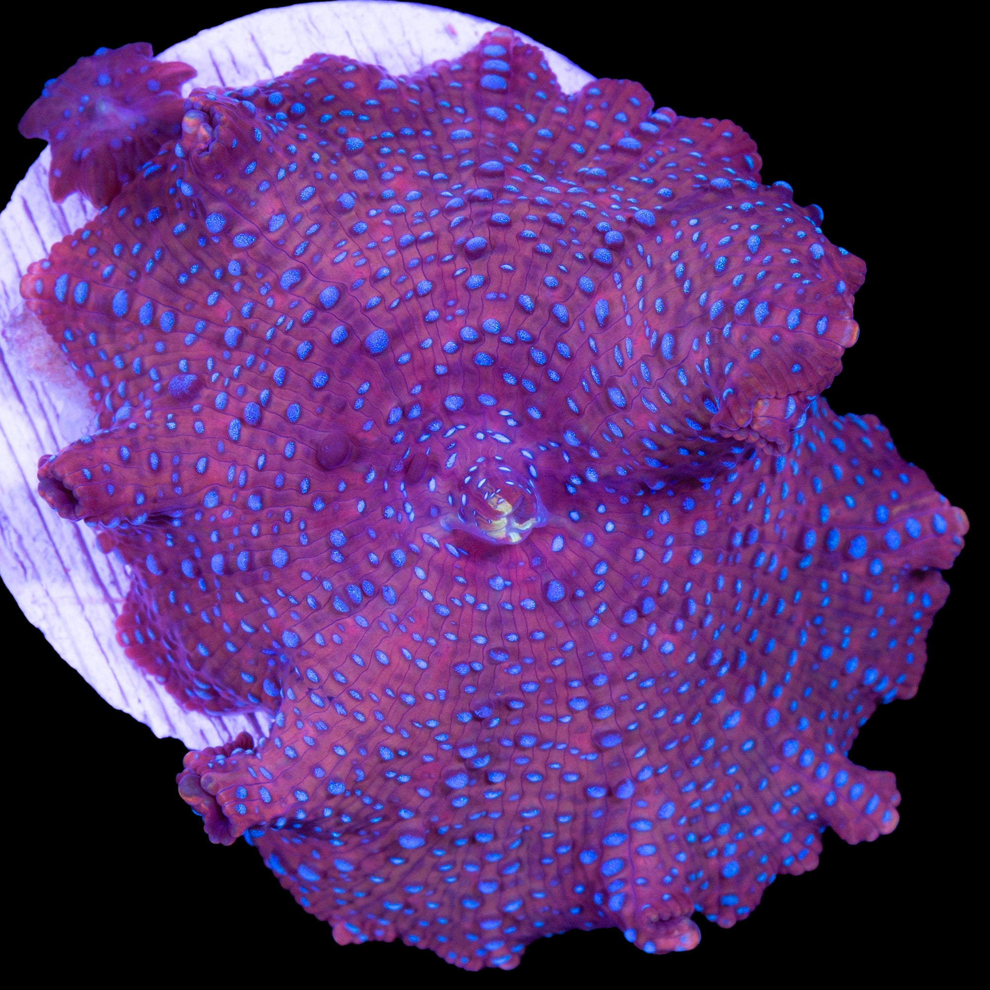 Bluespotted Red Mushroom