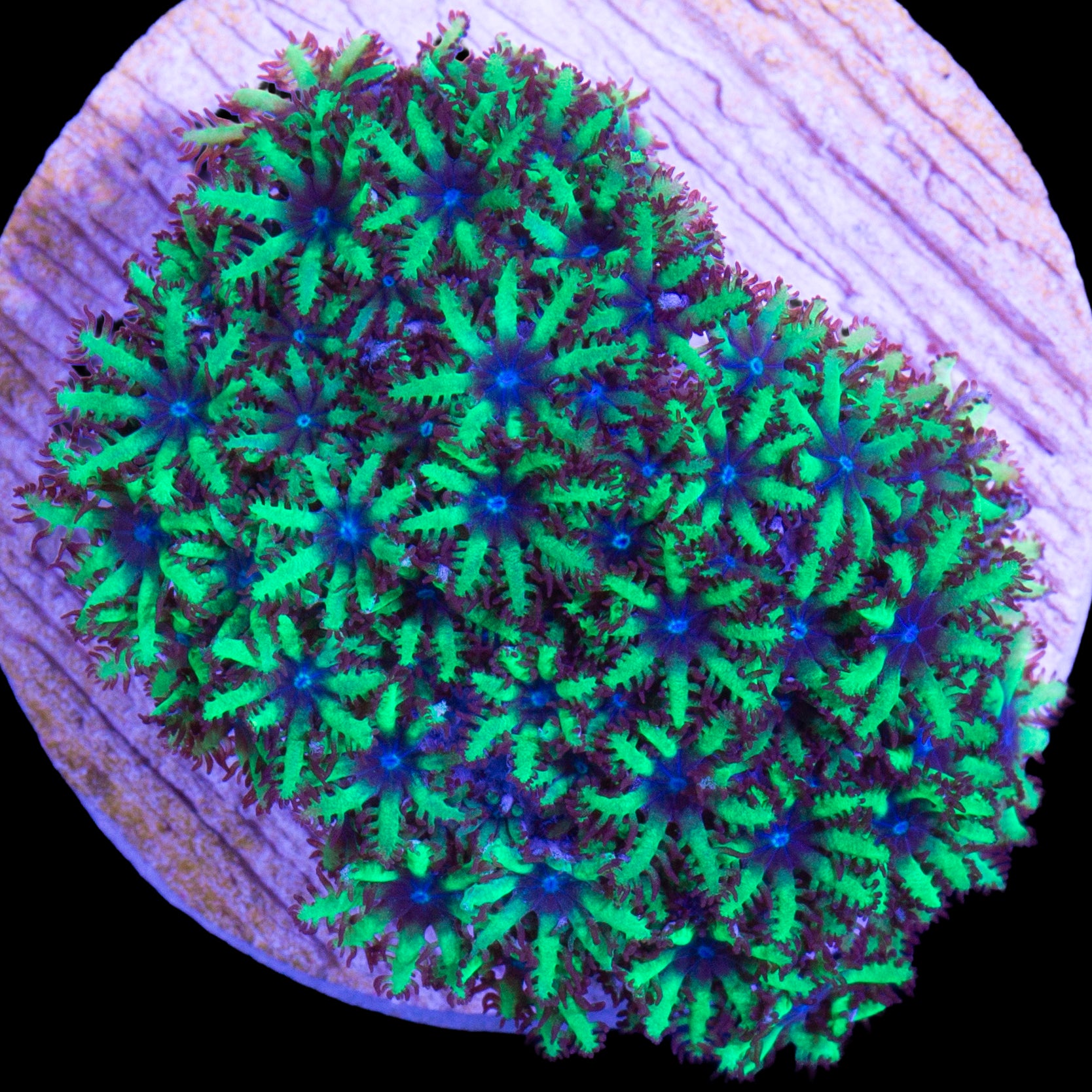 Atomic Sympodium Coral