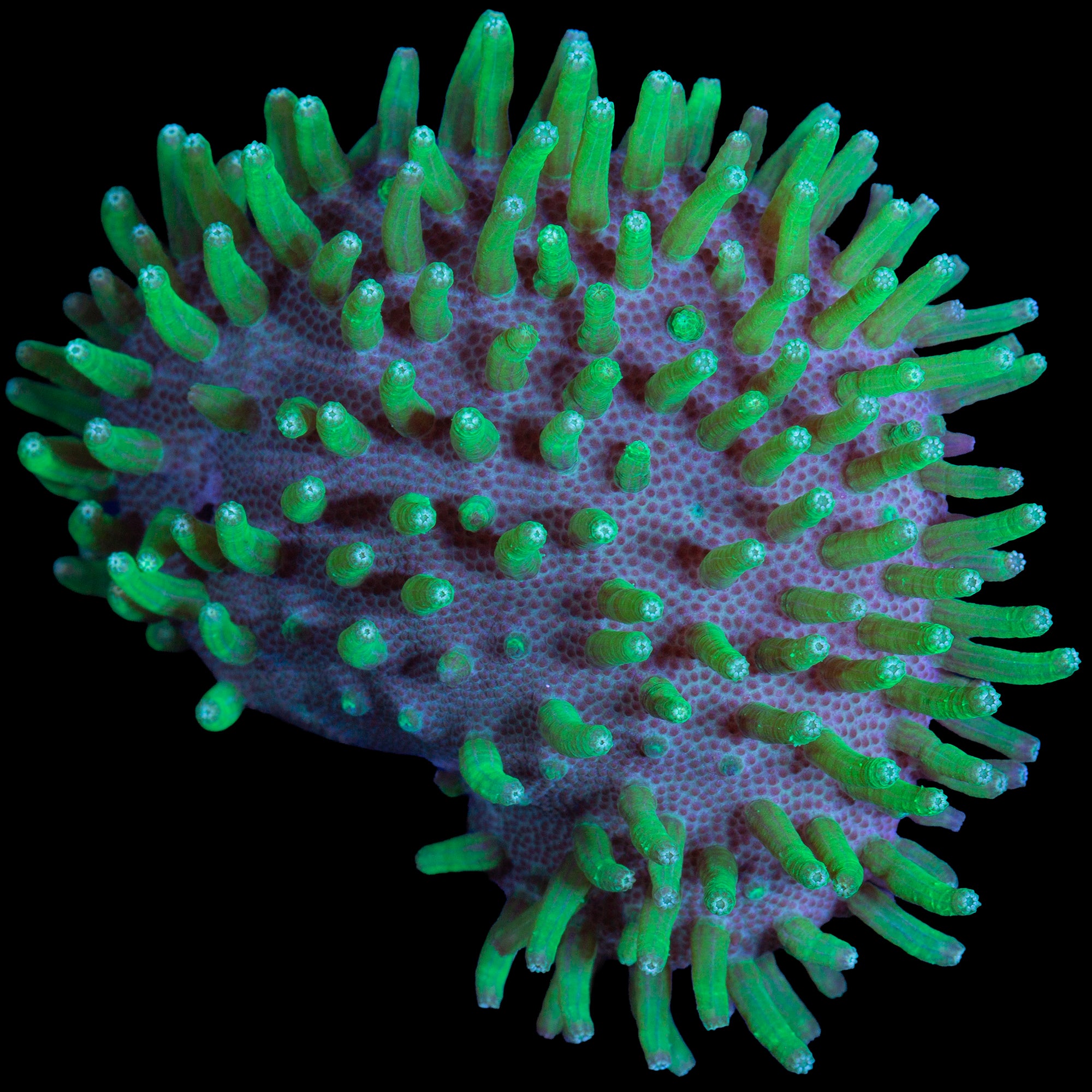 Japanese Green Long Polyp Toadstool Leather Coral
