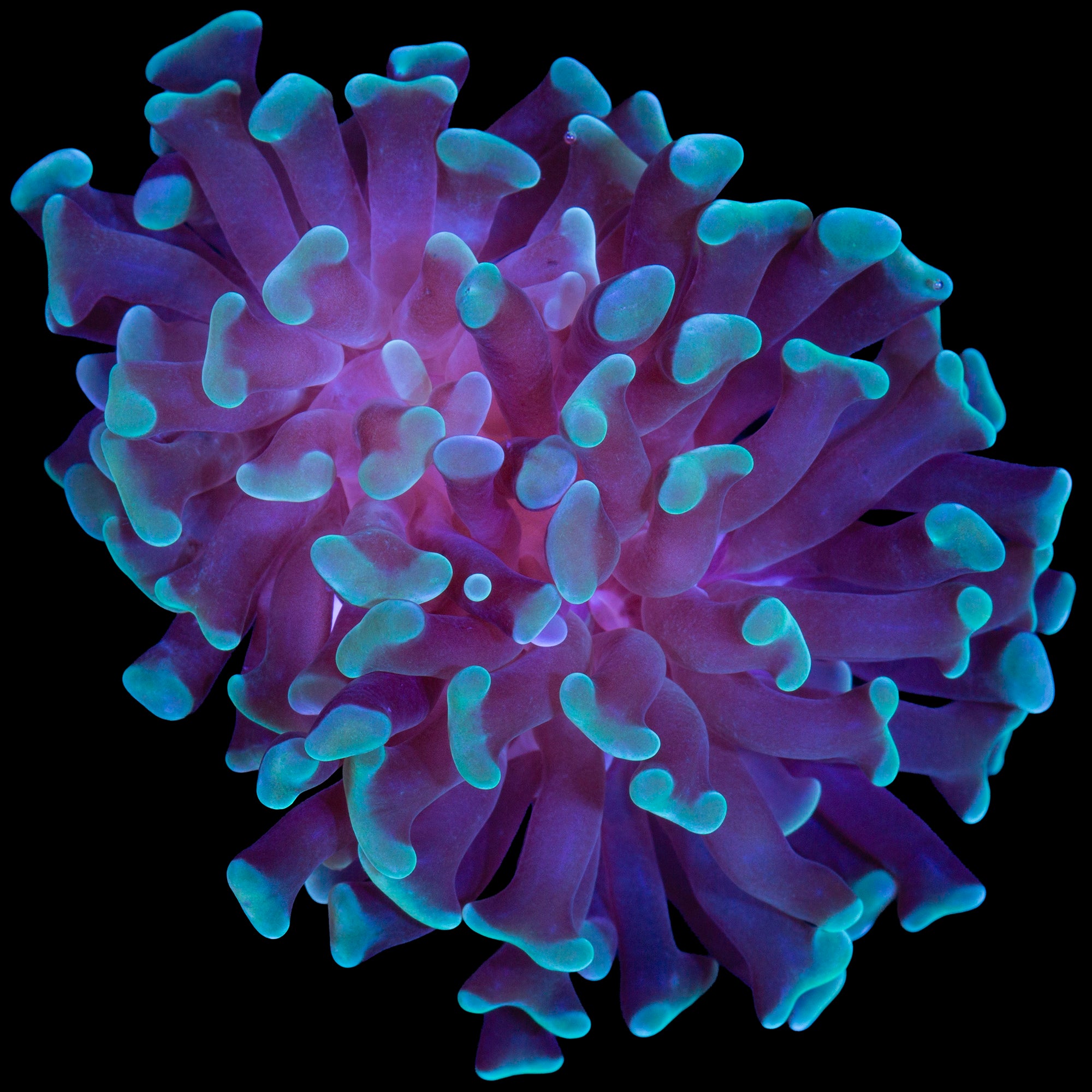 Green Branching Hammer Coral