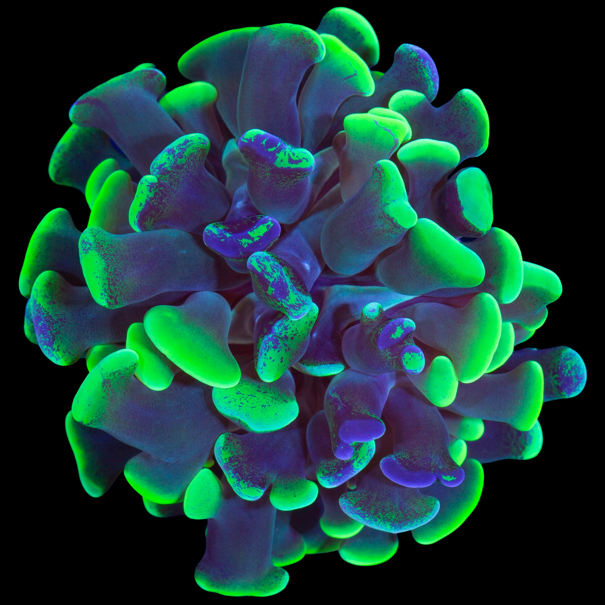 Marbled Branching Hammer Coral