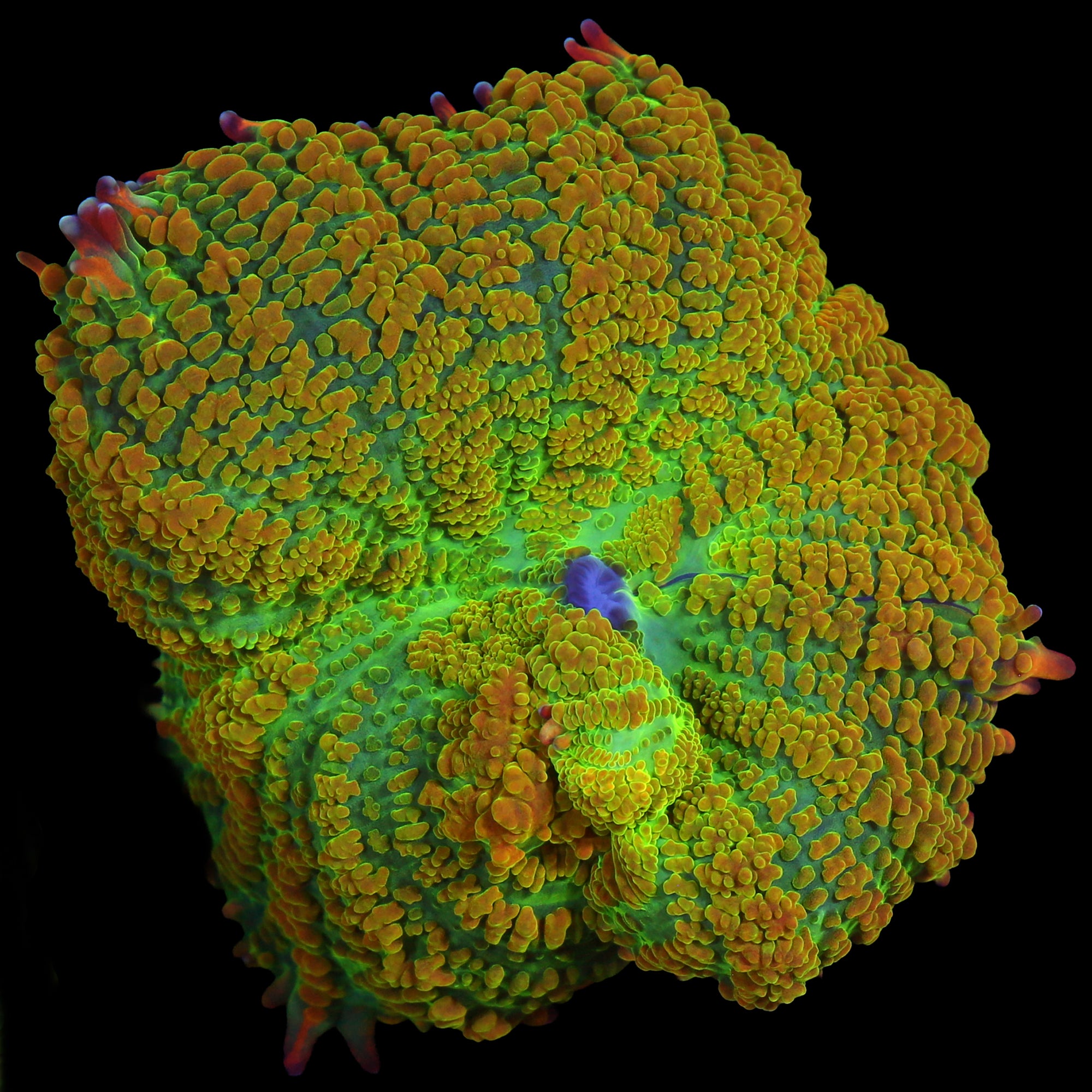 Tequila Sunrise Mushroom